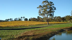 Autumn vineyard