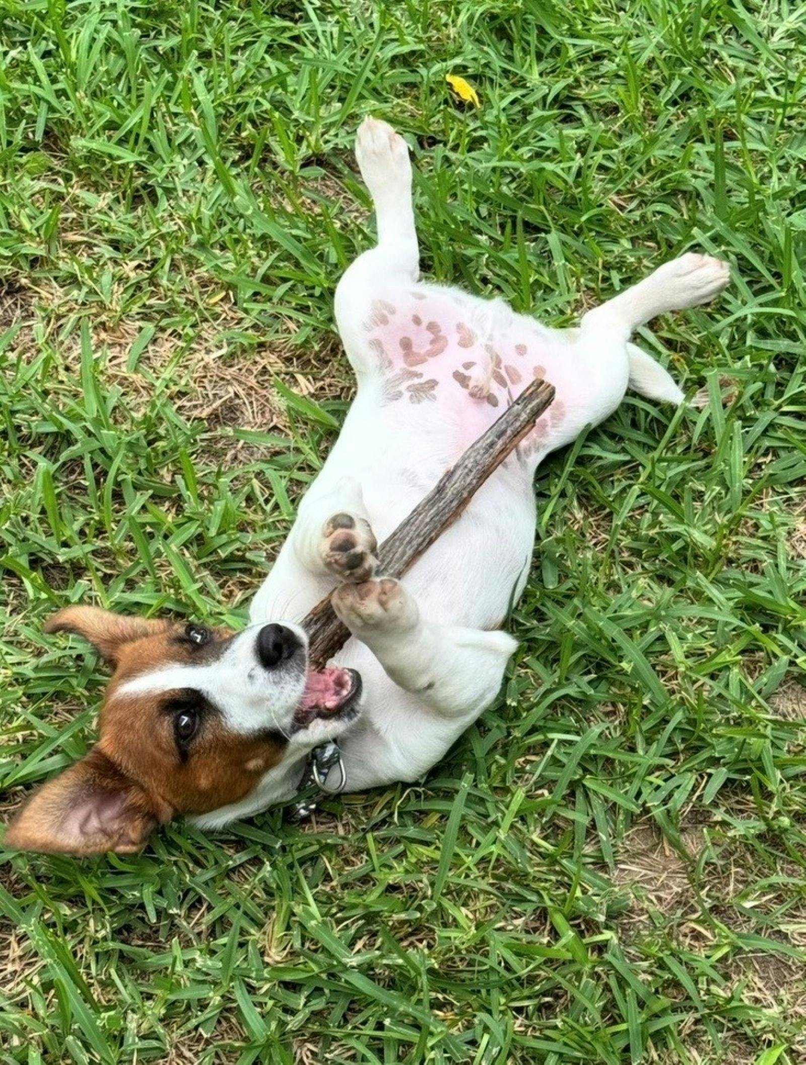 クルックウェル・ジャック・ラッセル・フェスティバル