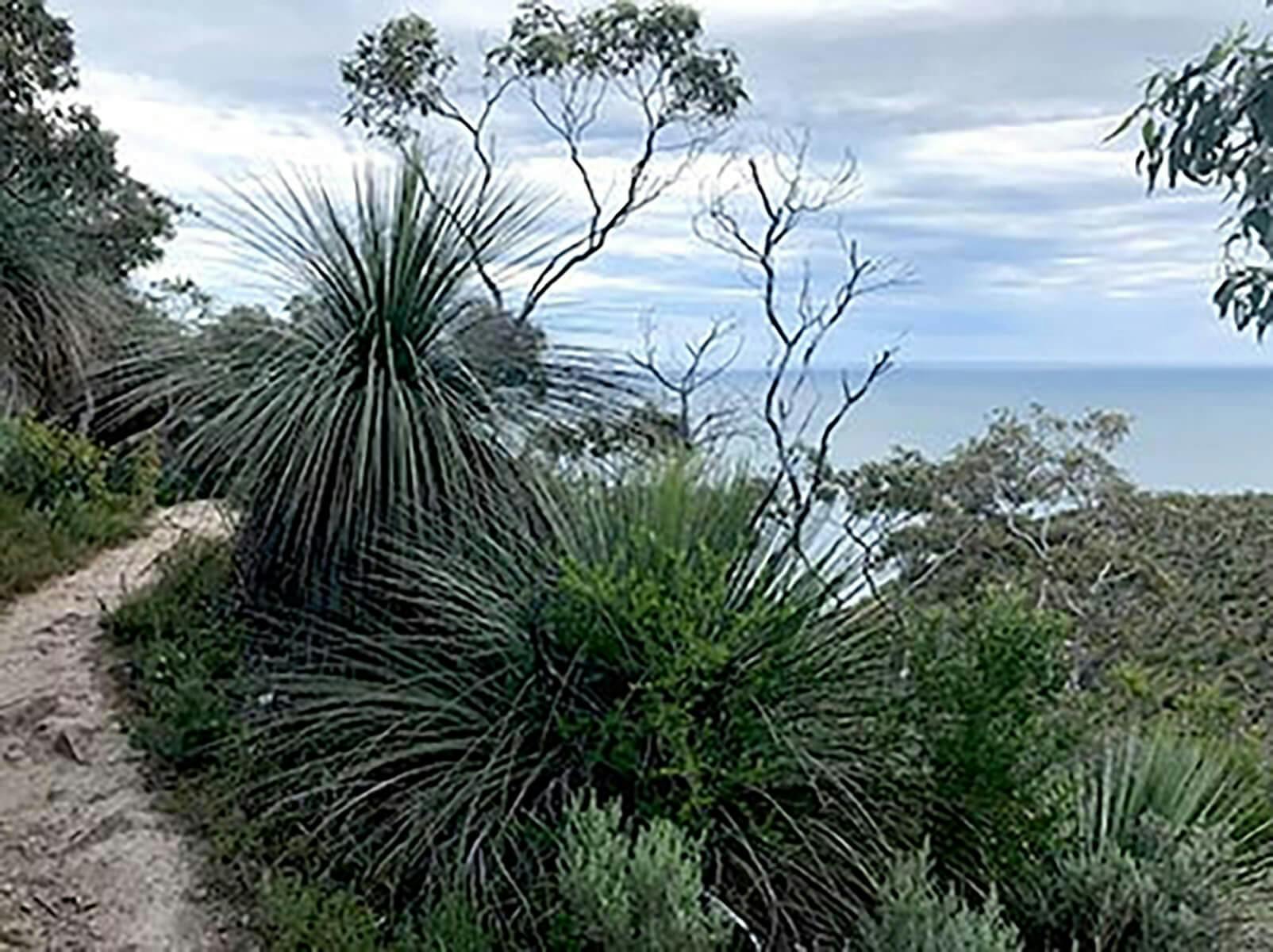 Wild-South-Coast-Way-Adventure-bush-trail