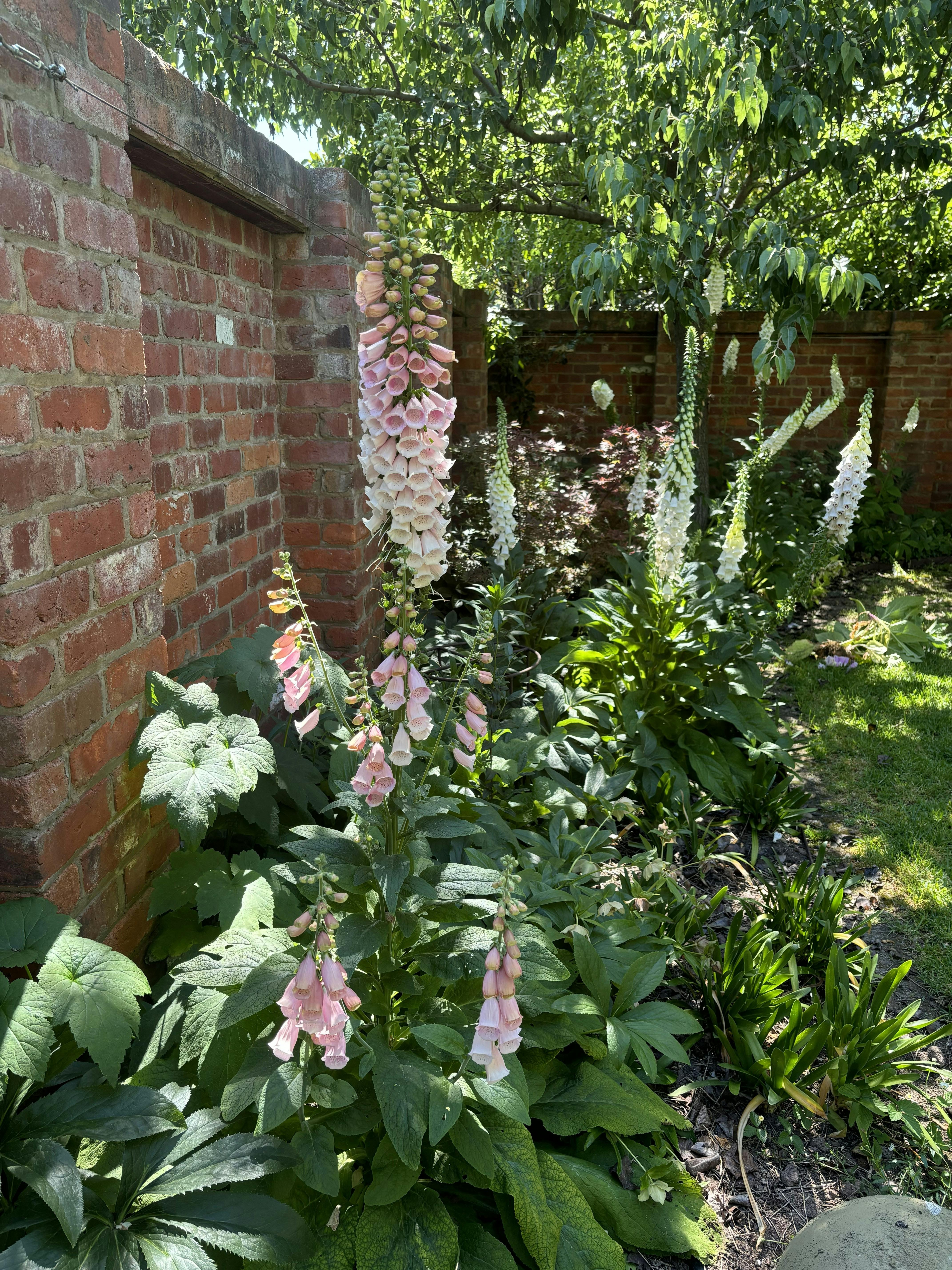 Foxgloves against brick wall