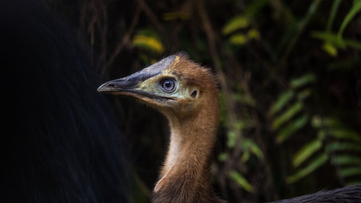 Immature Southern Cassowary