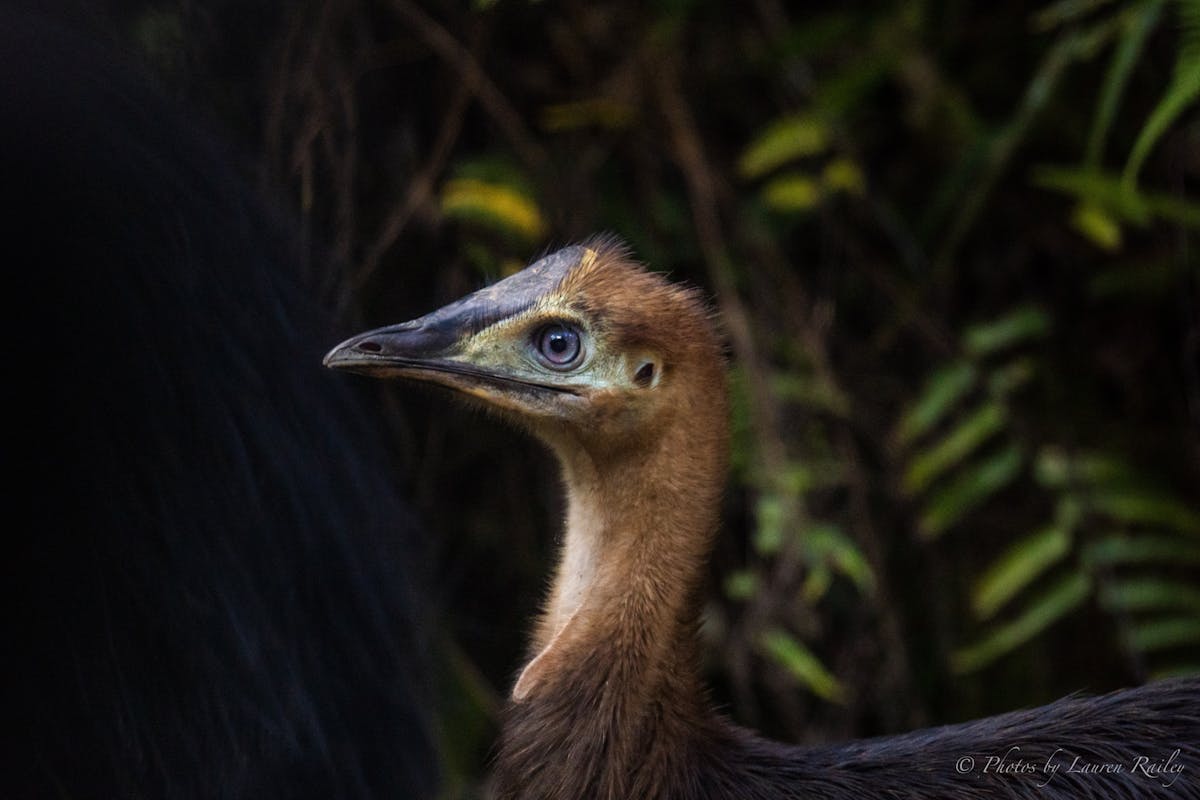 Immature Southern Cassowary