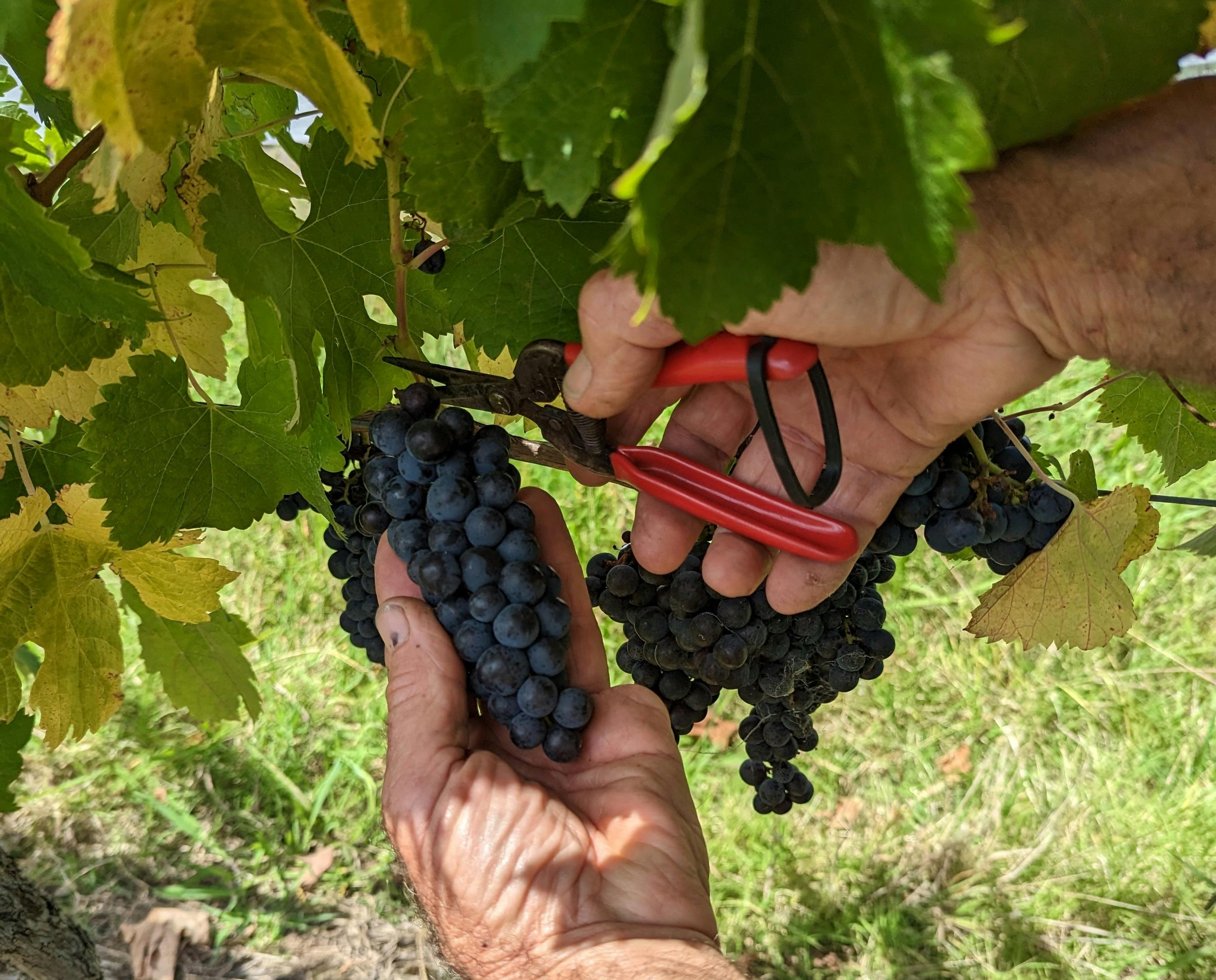 Picking Pinot Noir grapes