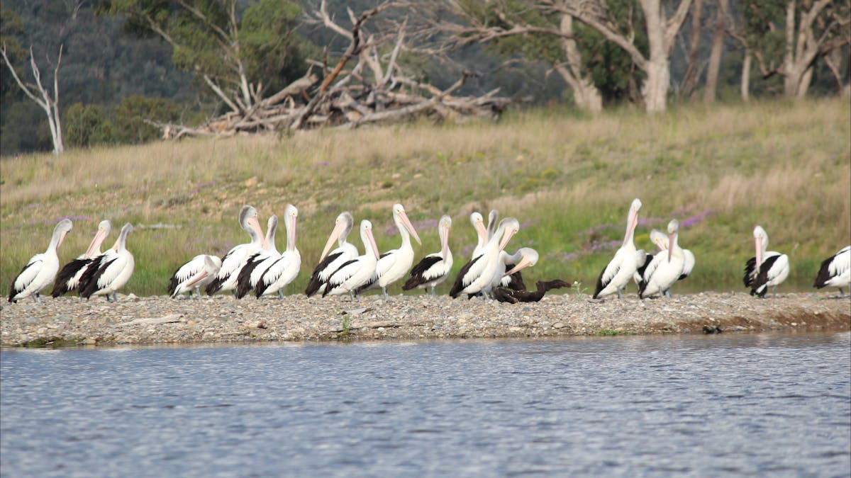 Pelicans Glenlyon Dam