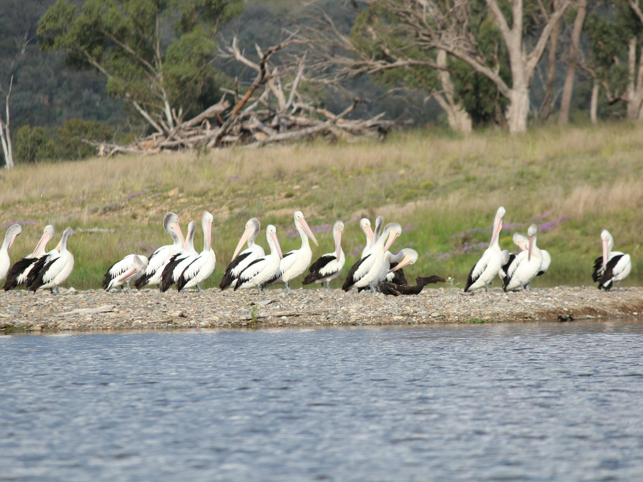 Pelicans Glenlyon Dam