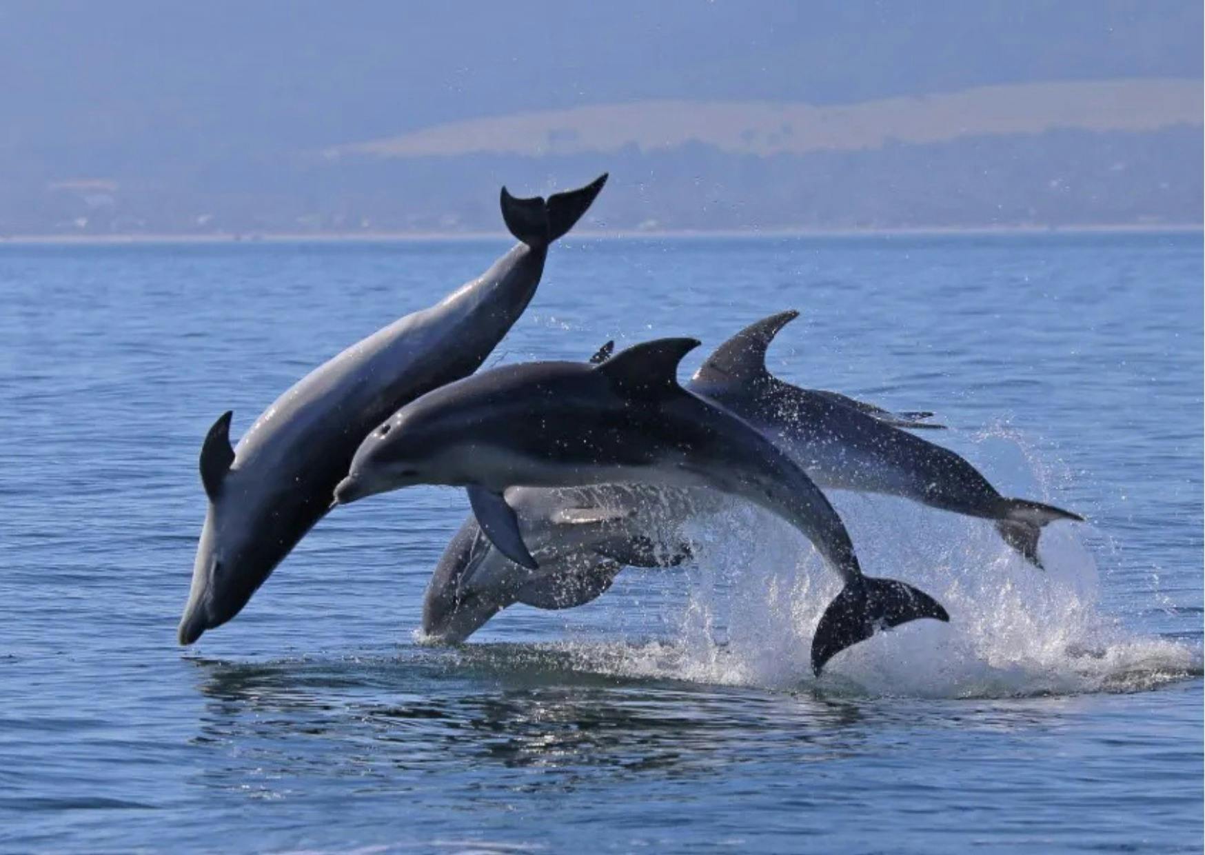 Dolphins in the bay