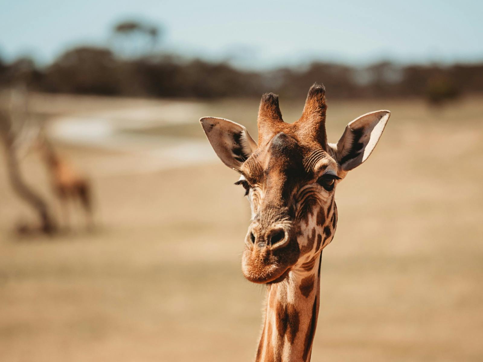 Monarto Safari Park