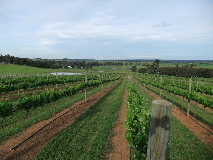 Vineyard with rows of green grape vines