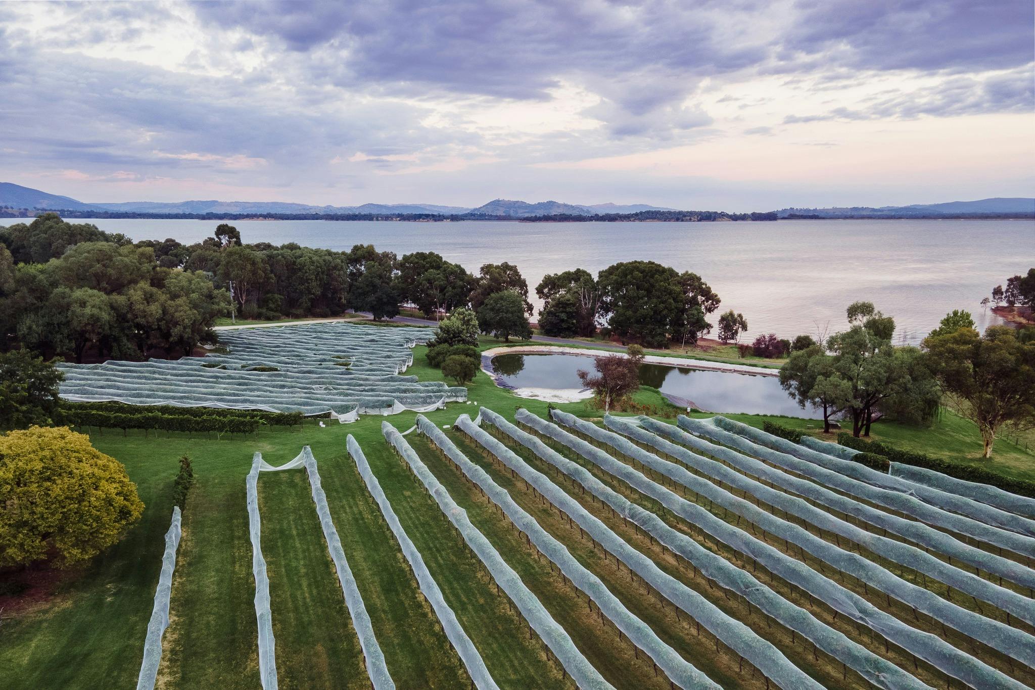 Birdseye view of our vineyard and Lake Hume