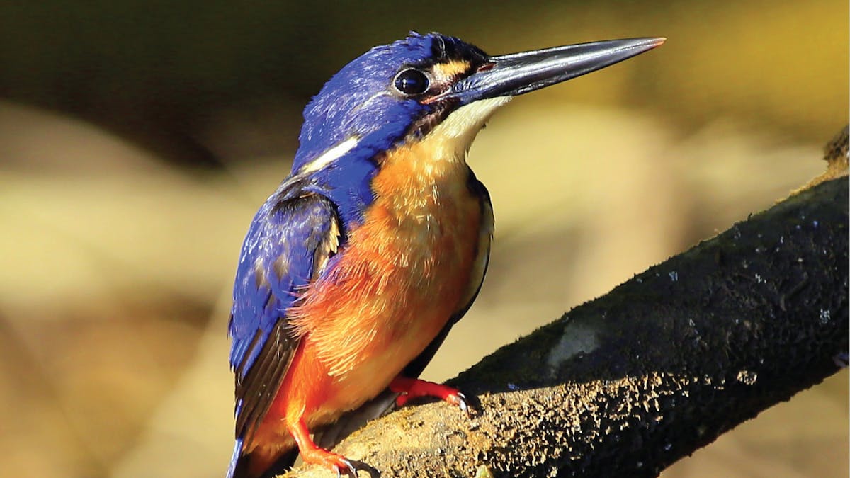 Daintree a birdwatchers paradise.