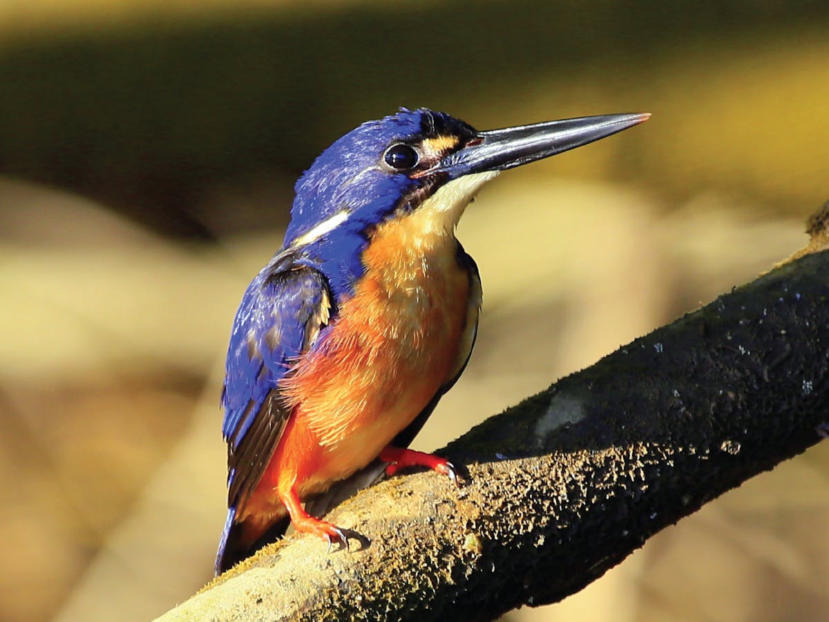 Daintree a birdwatchers paradise.
