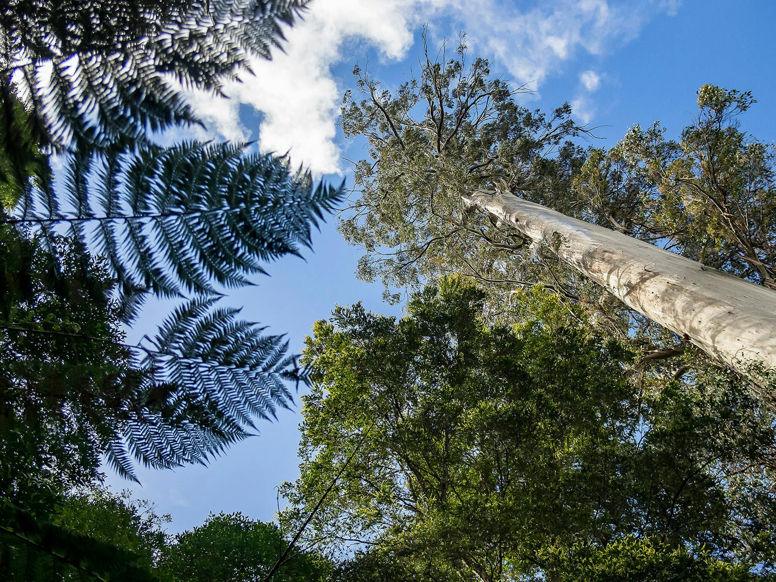 One of the giant eucalypts of Tasmania's Styx Valley