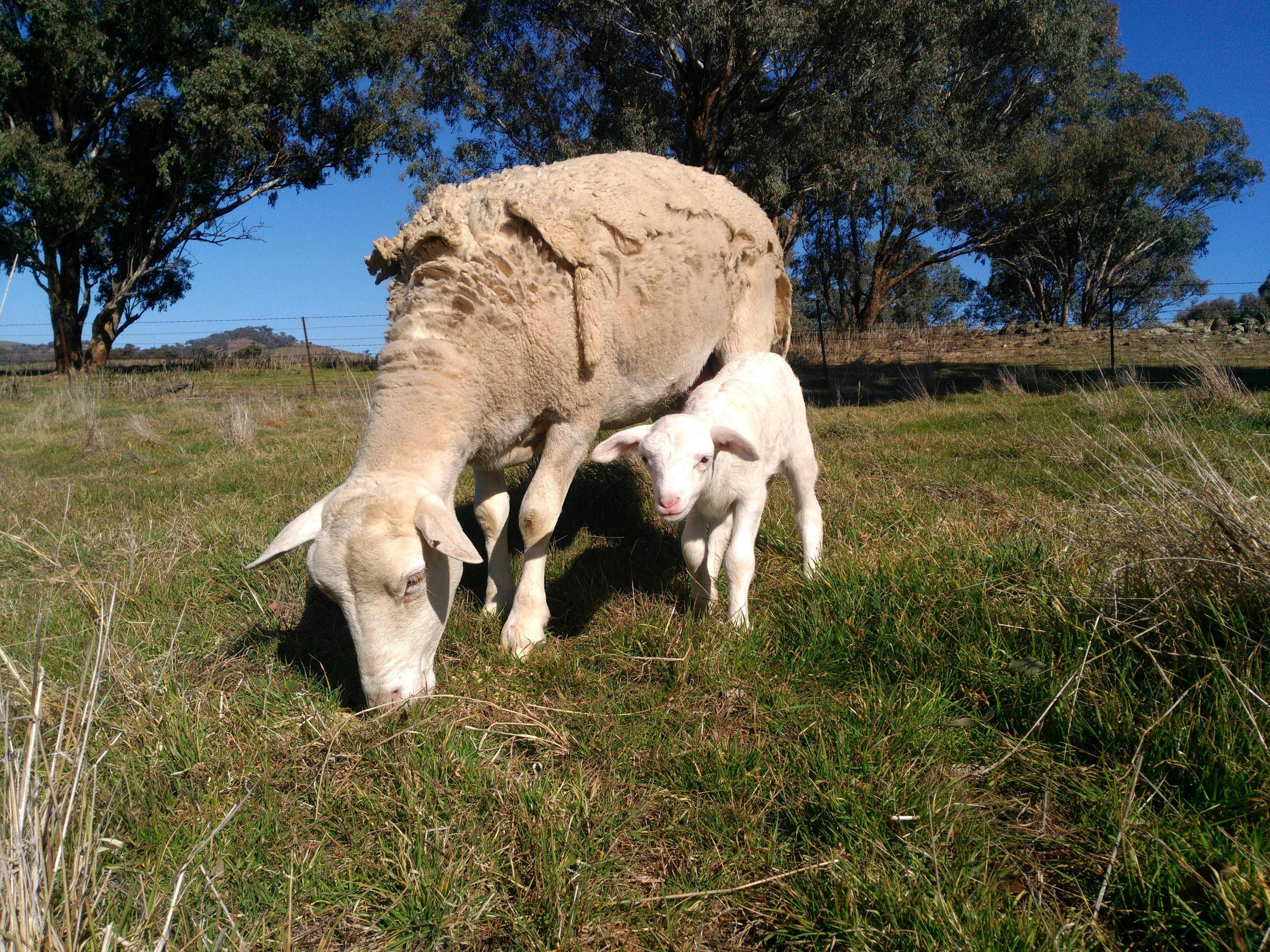 White dorper ewe sheep and her baby lamb gazing pastures during farm tour