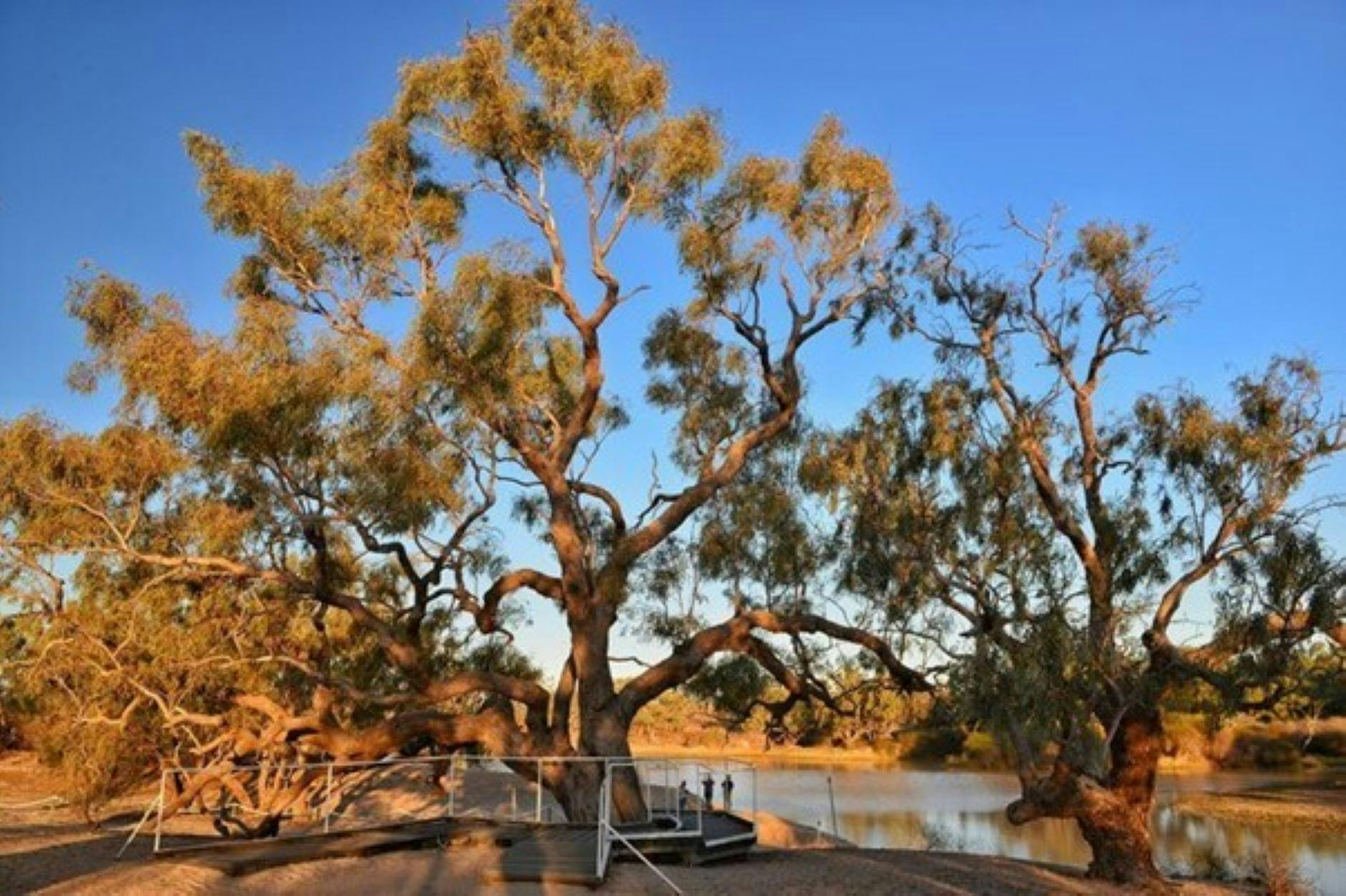 Cullyamurra Waterhole