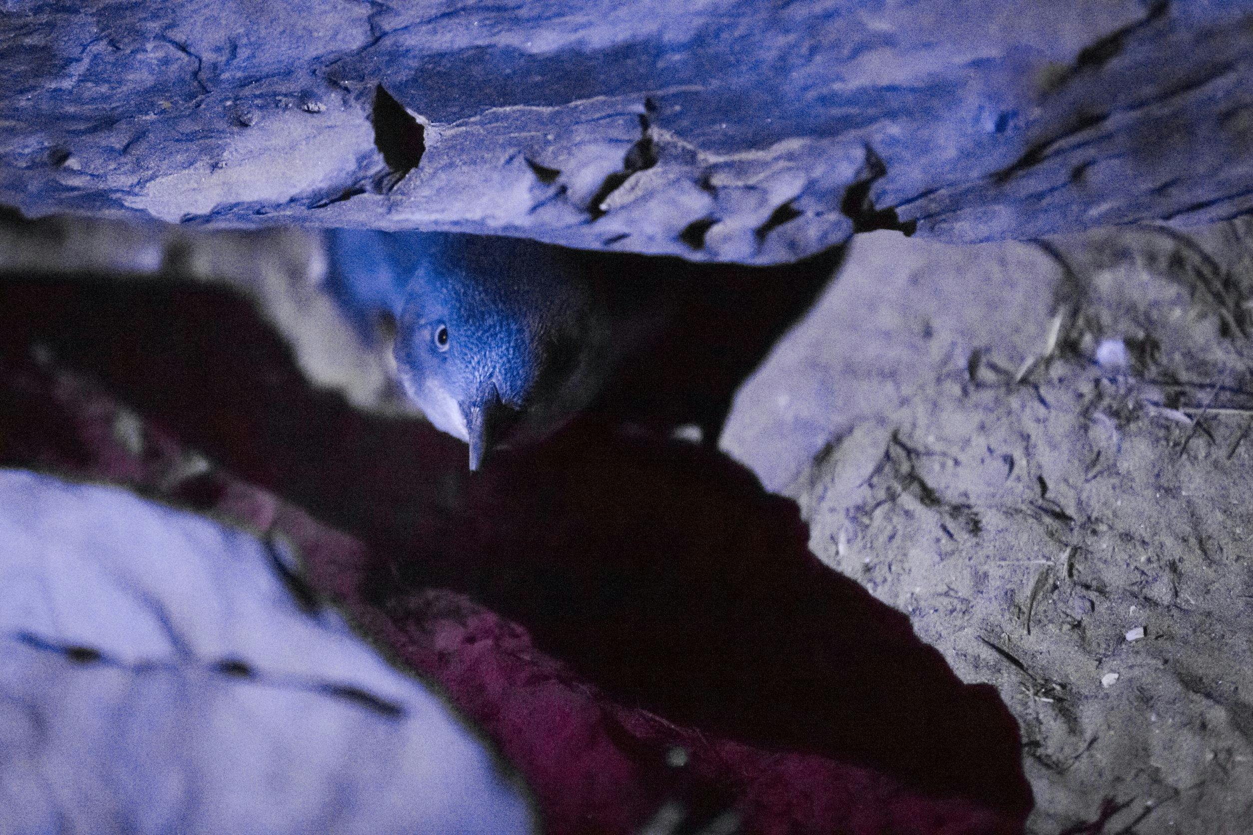 A curious little penguin peering up at the photographer