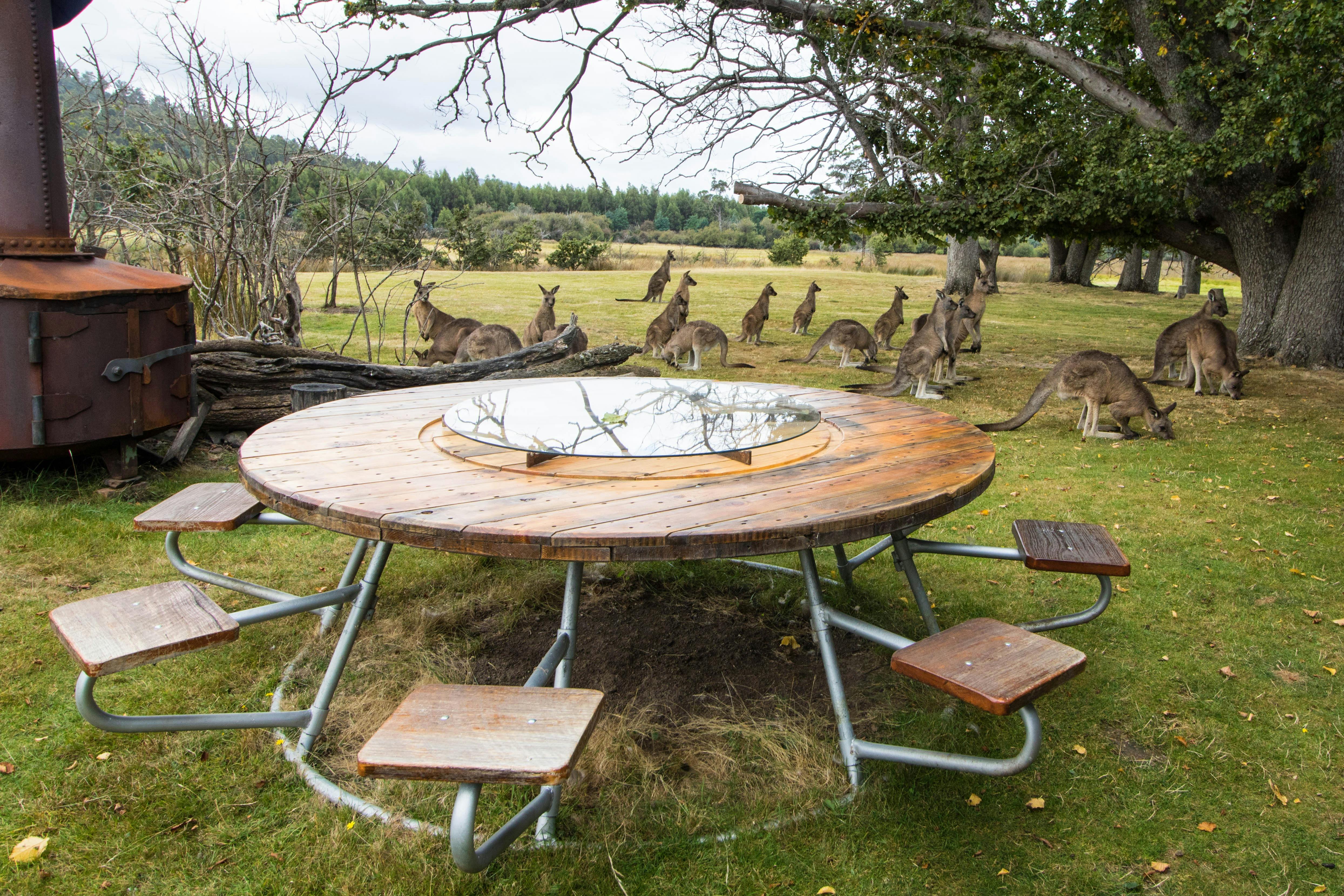 Dinner with the kangaroos
