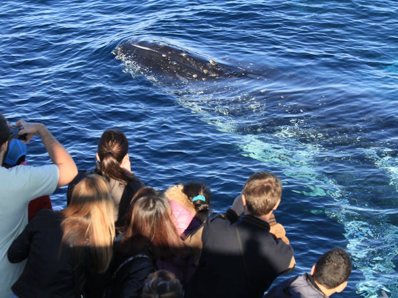 Go Whale Watching | Sydney, Australia - Official Travel & Accommodation