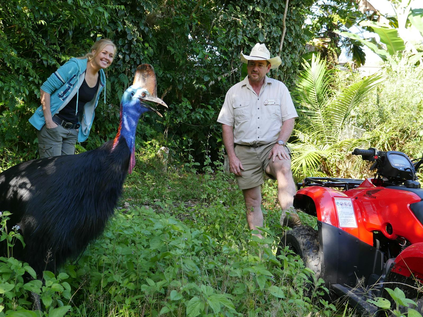 cassowaries in the wild