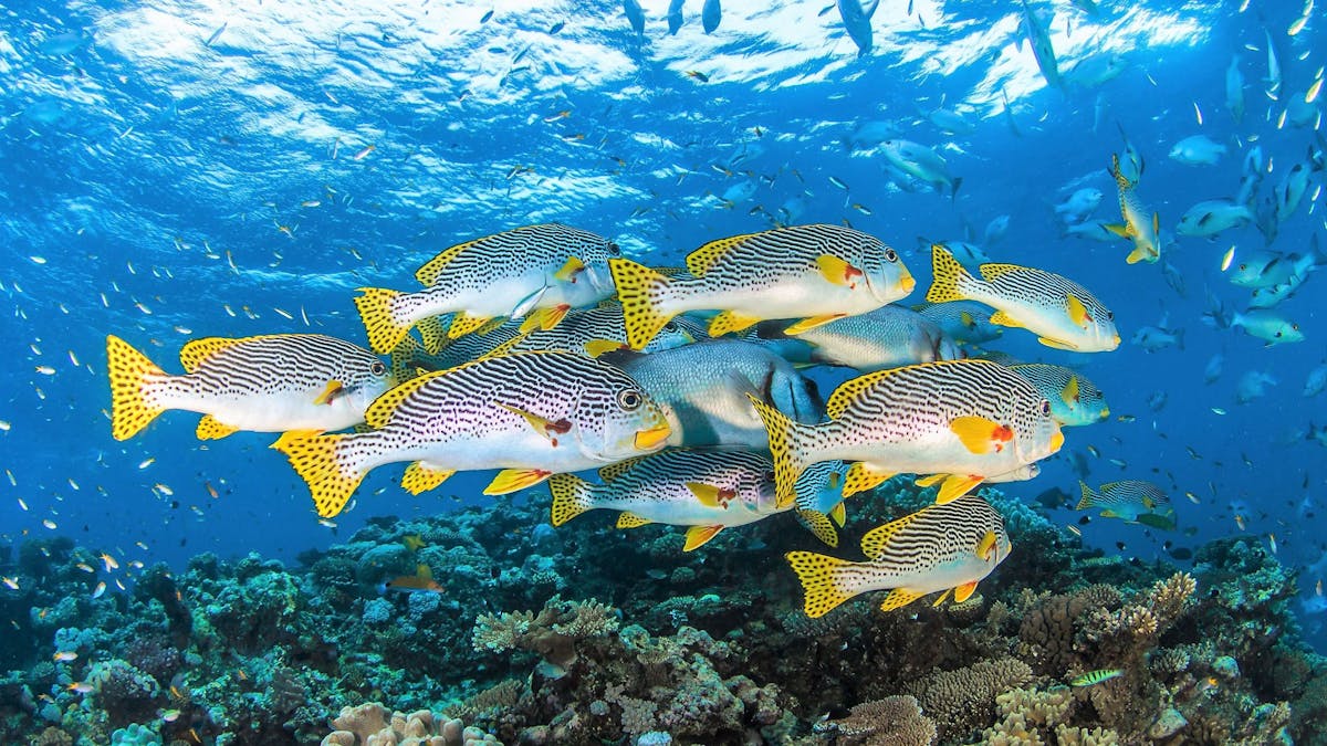 Oriental-Sweet-Lip-Great-Barrier-Reef