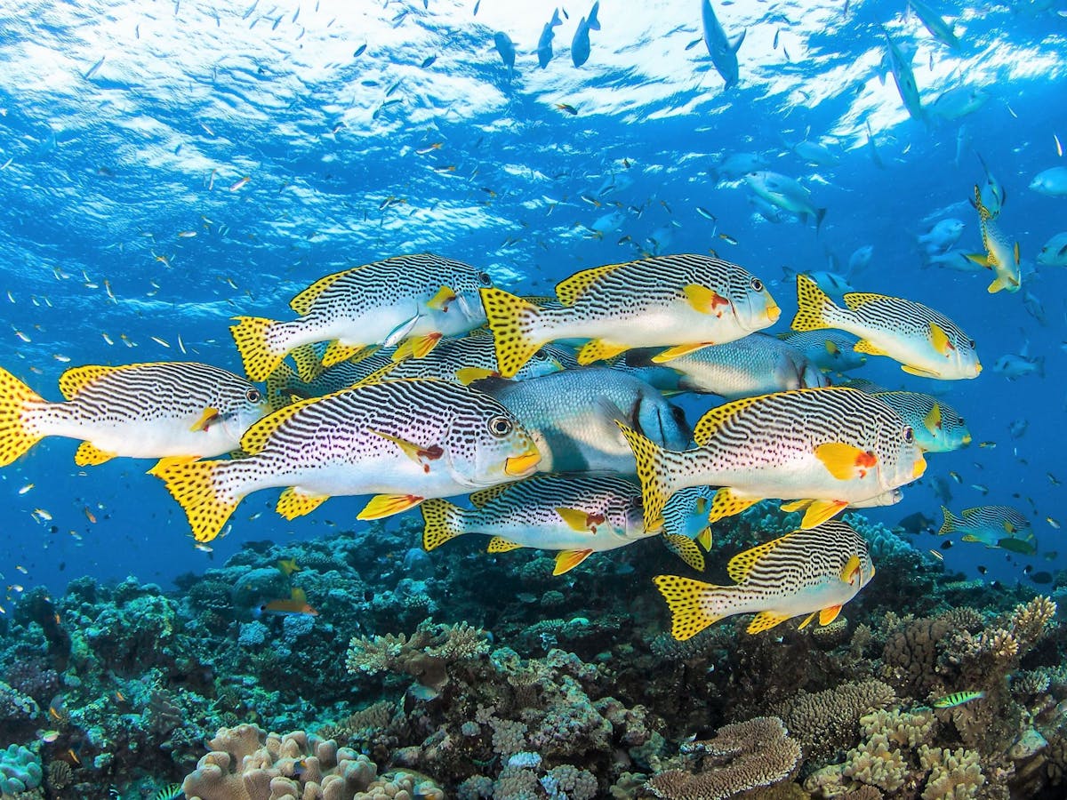 Oriental-Sweet-Lip-Great-Barrier-Reef