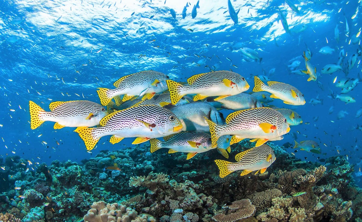 Oriental-Sweet-Lip-Great-Barrier-Reef