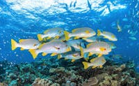 Oriental-Sweet-Lip-Great-Barrier-Reef