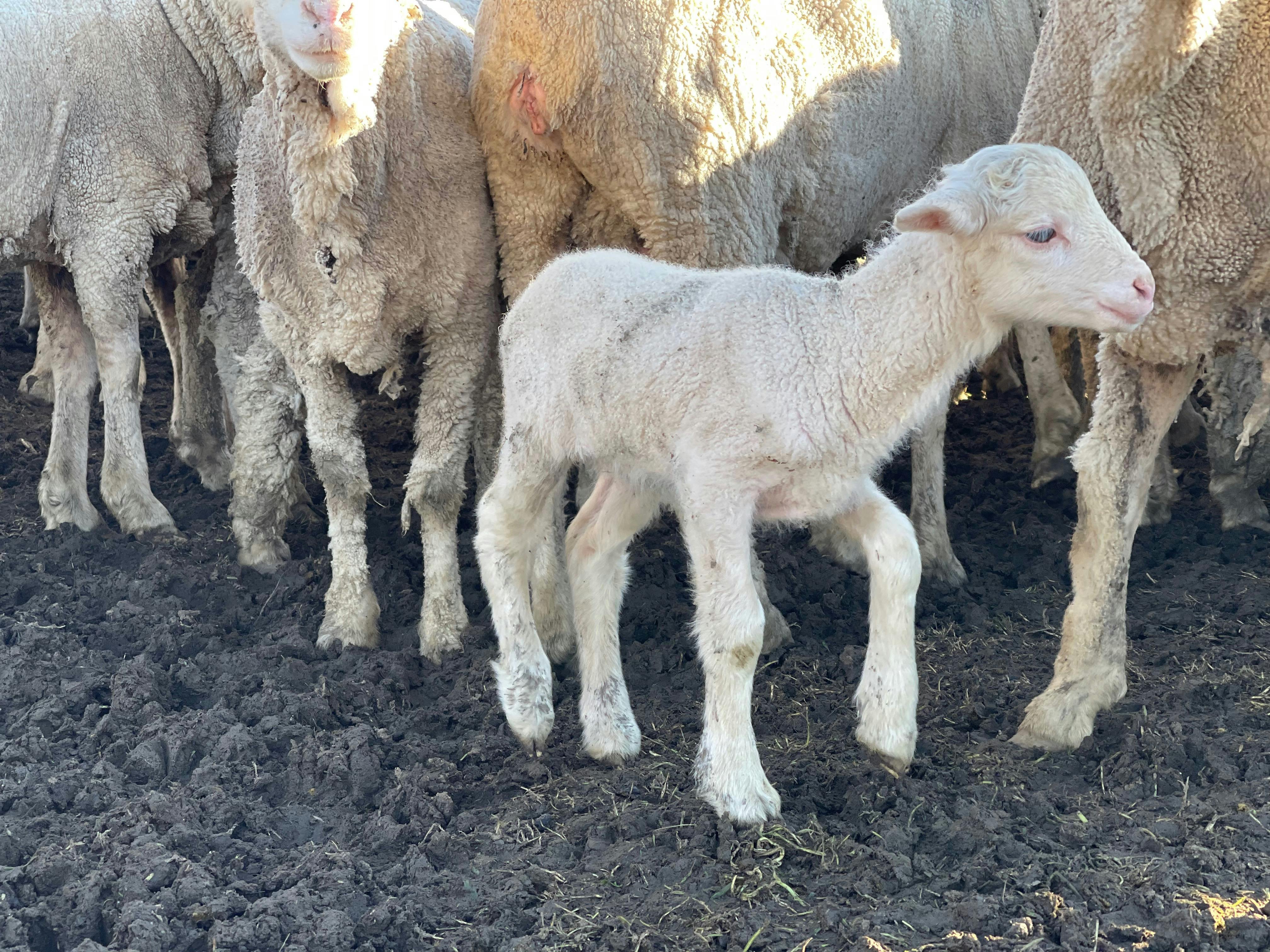 Merino lamb