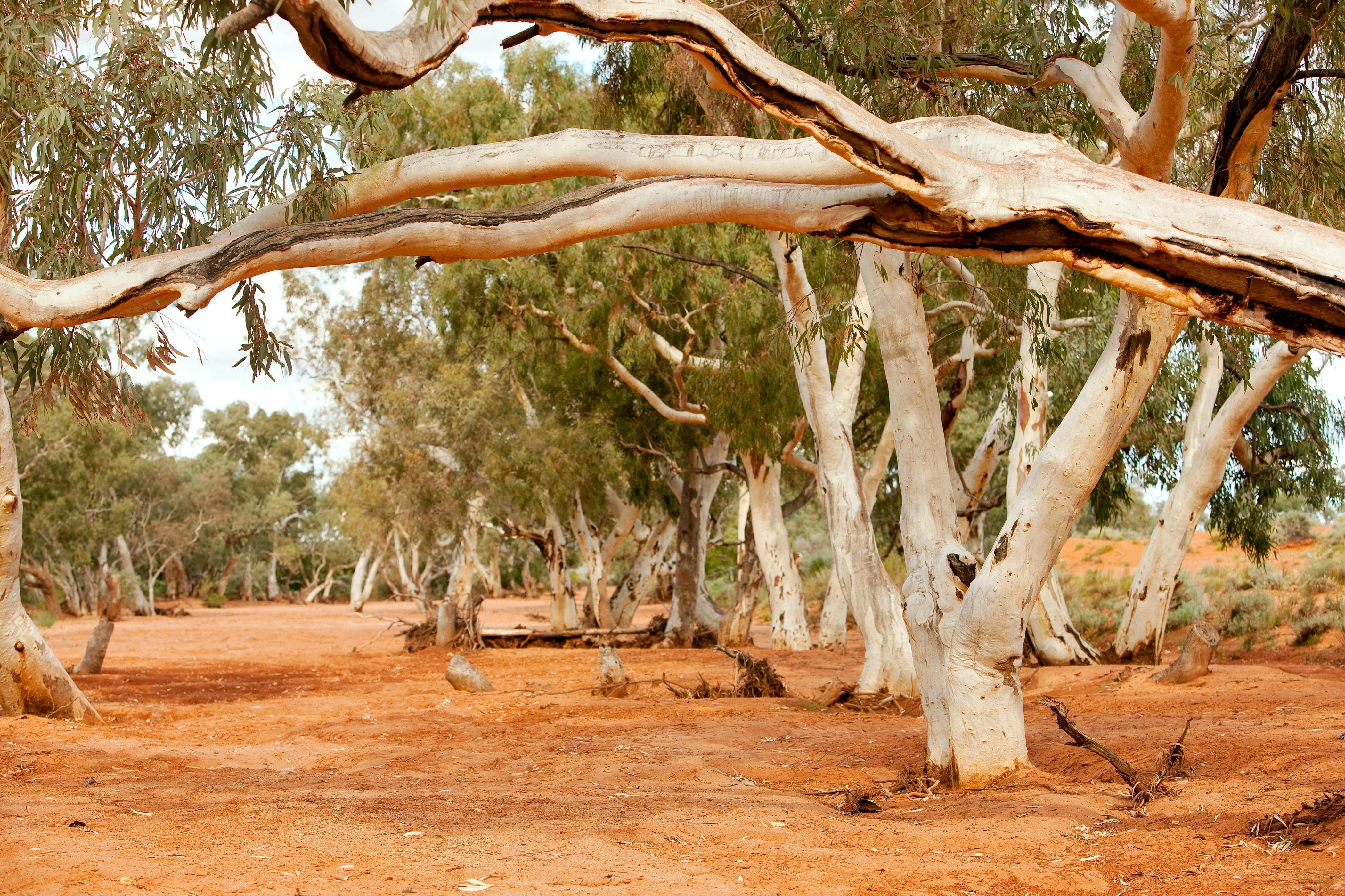 Stephen's Creek Western NSW