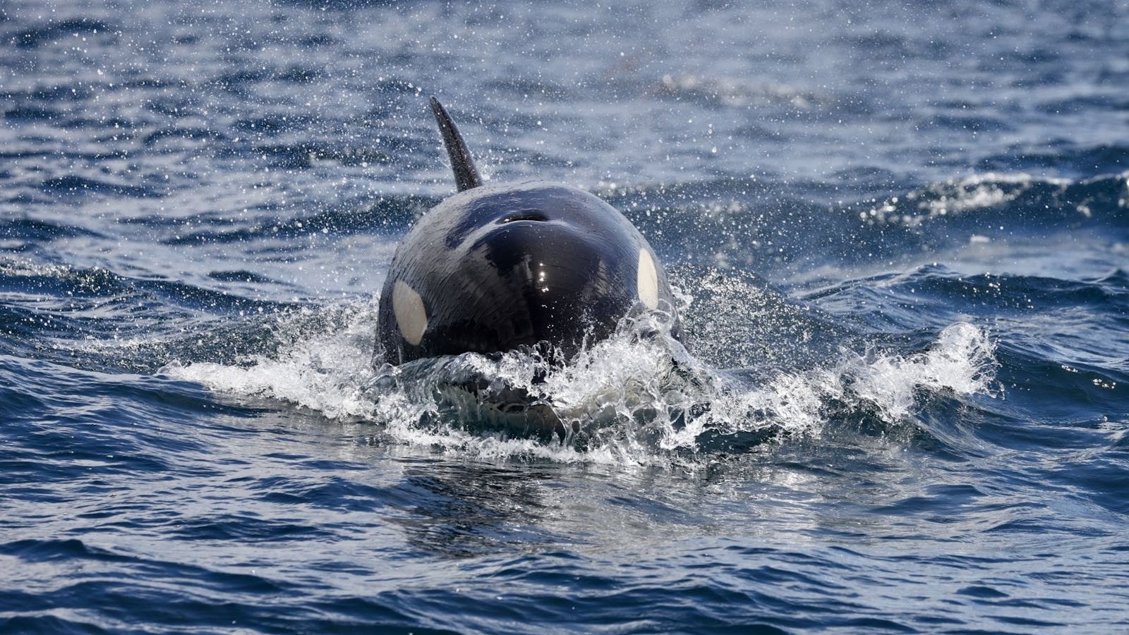 Orca off the Tasman Peninsula
