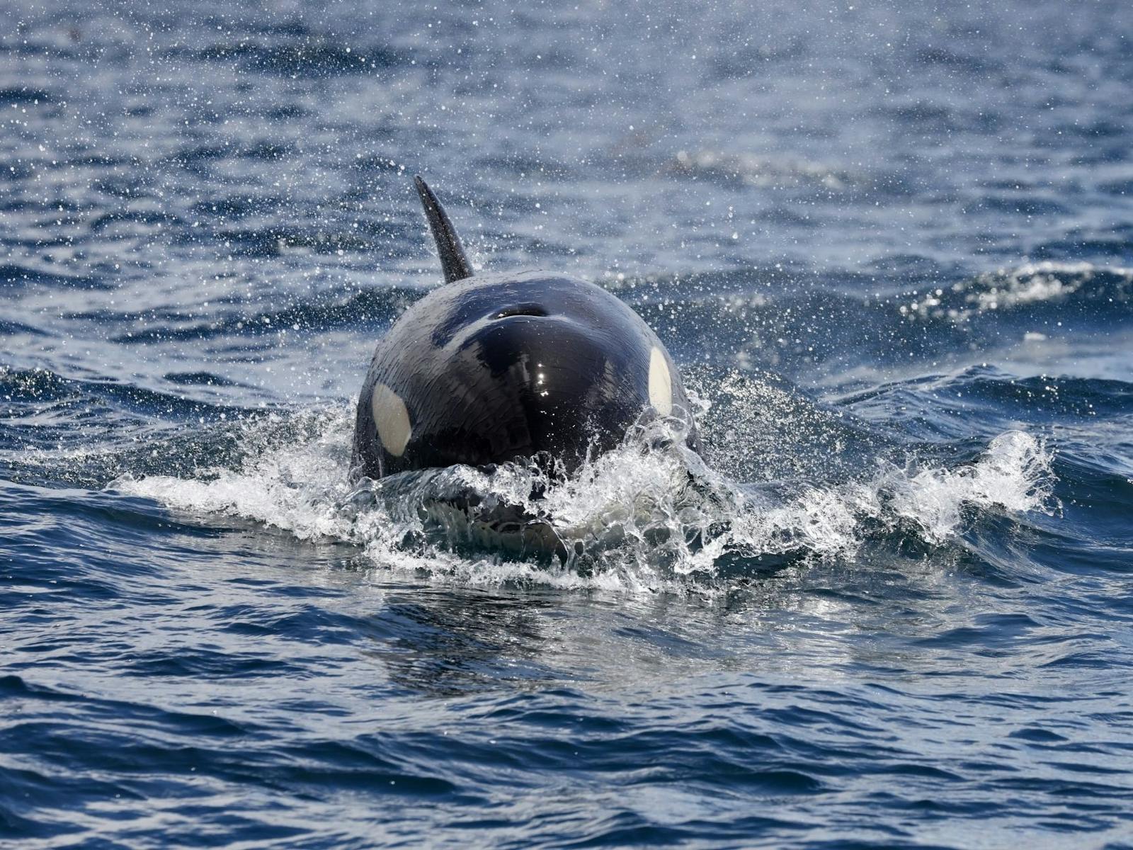 Orca off the Tasman Peninsula