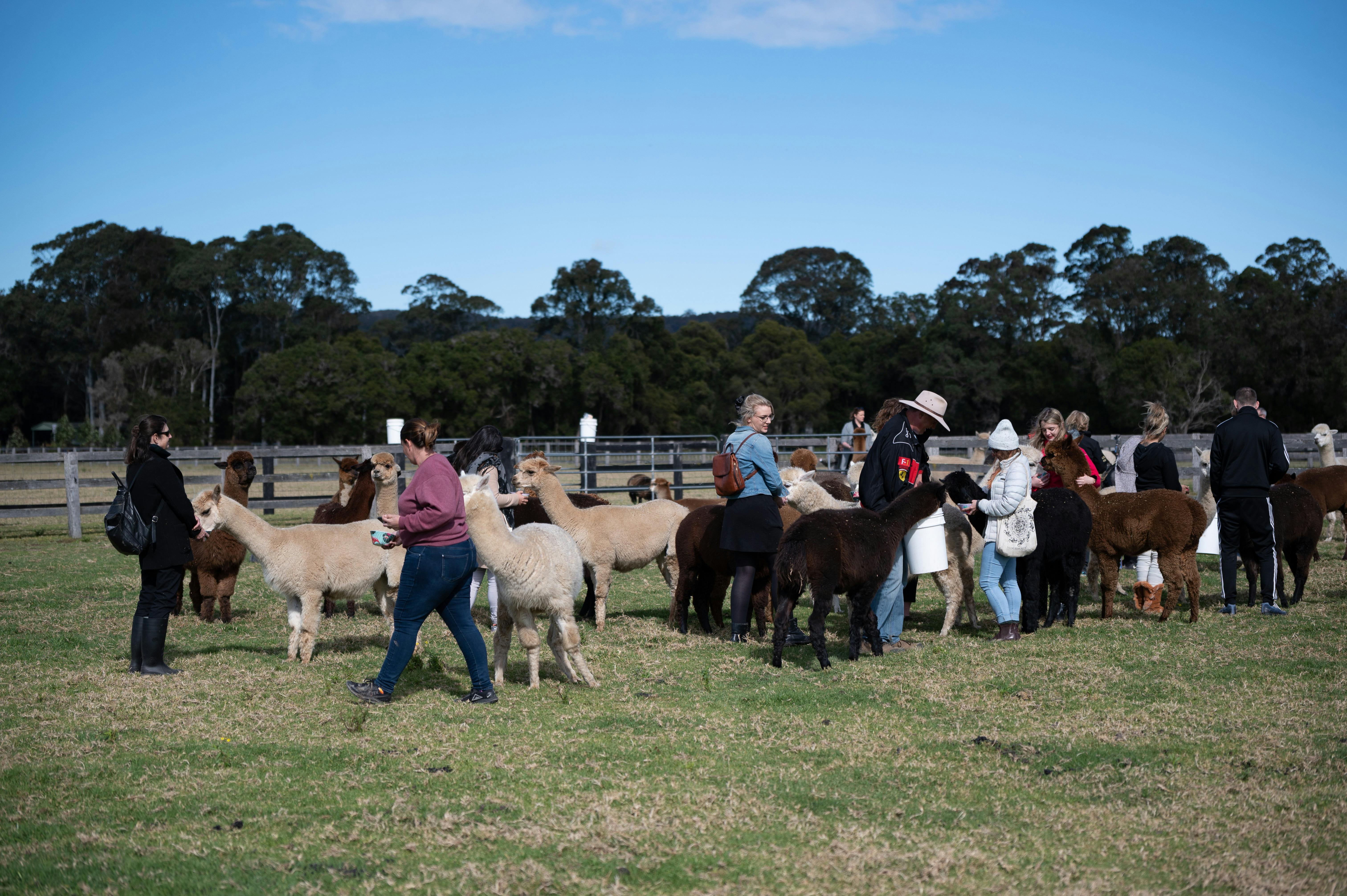 Breakfast with alpacas | NSW Holidays & Accommodation, Things to Do