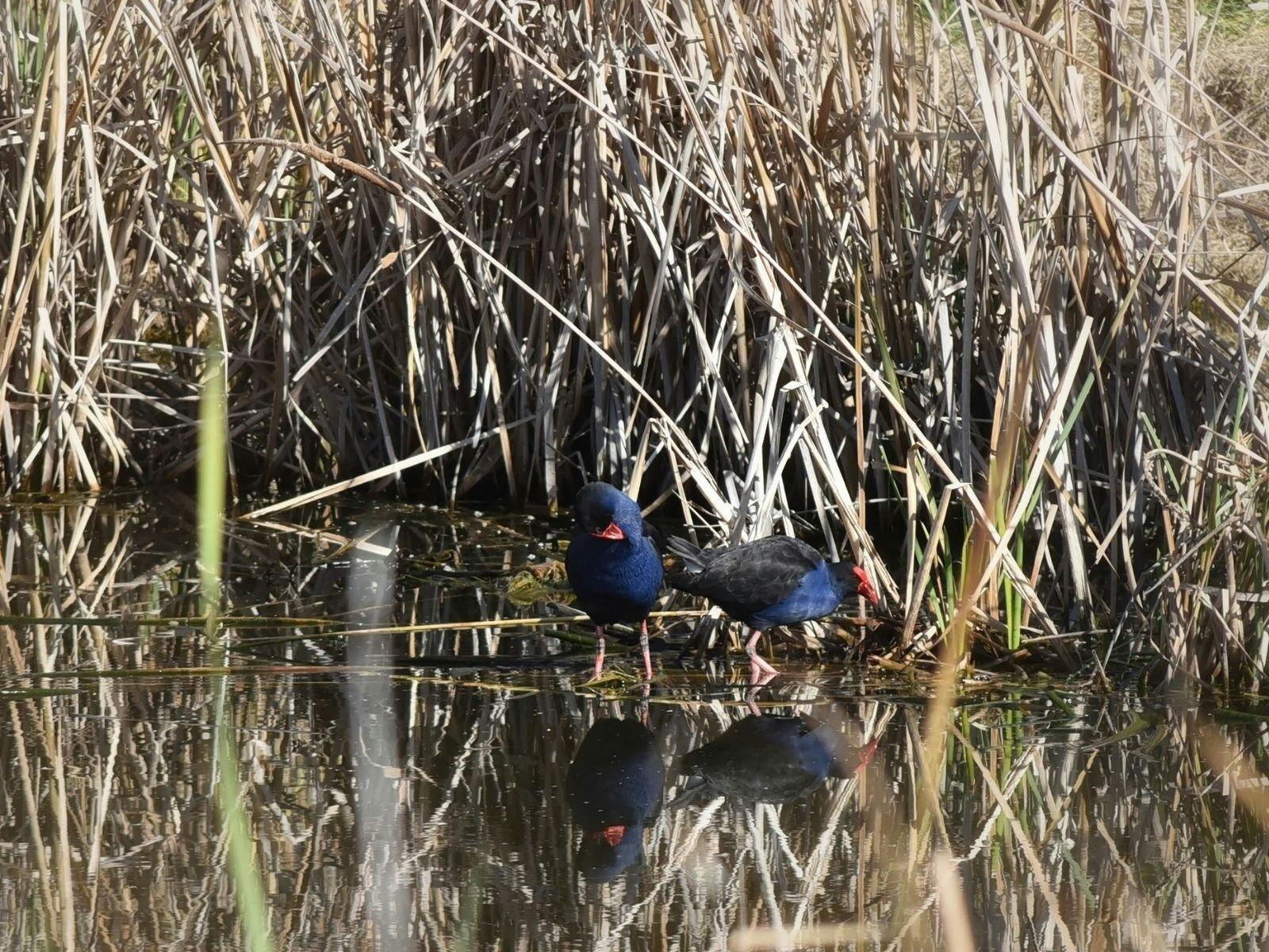 Junee Urban Wetlands