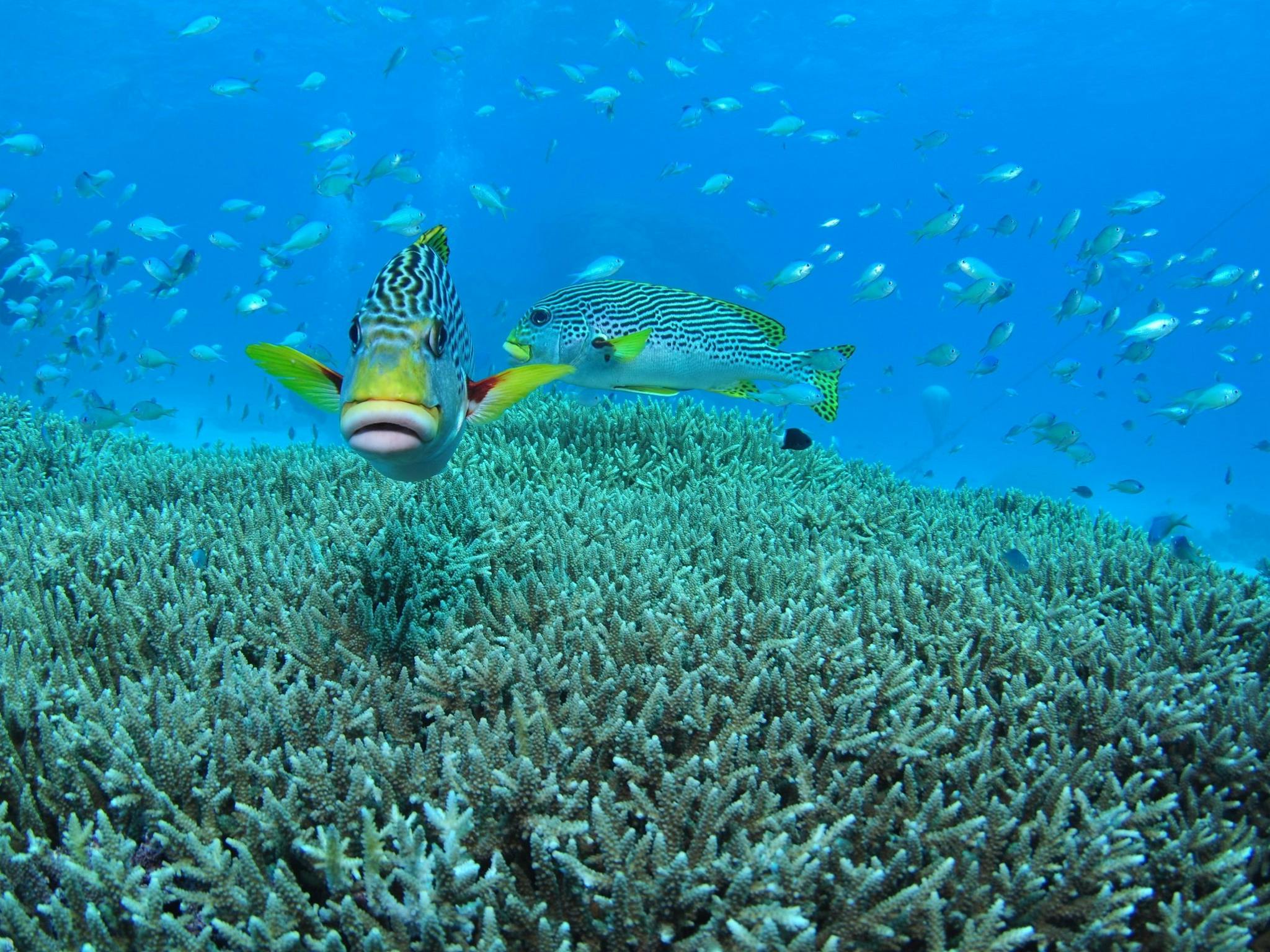 Wreck Bay Dive Site