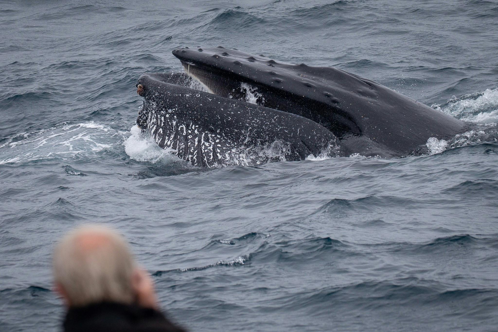Humpback Whale, Bermagui Whale Watching Cruise, Sapphire Coastal Adventures, 2021