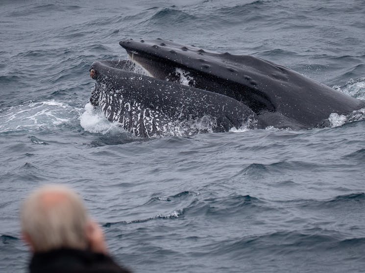 Humpback Whale, Bermagui Whale Watching Cruise, Sapphire Coastal Adventures, 2021