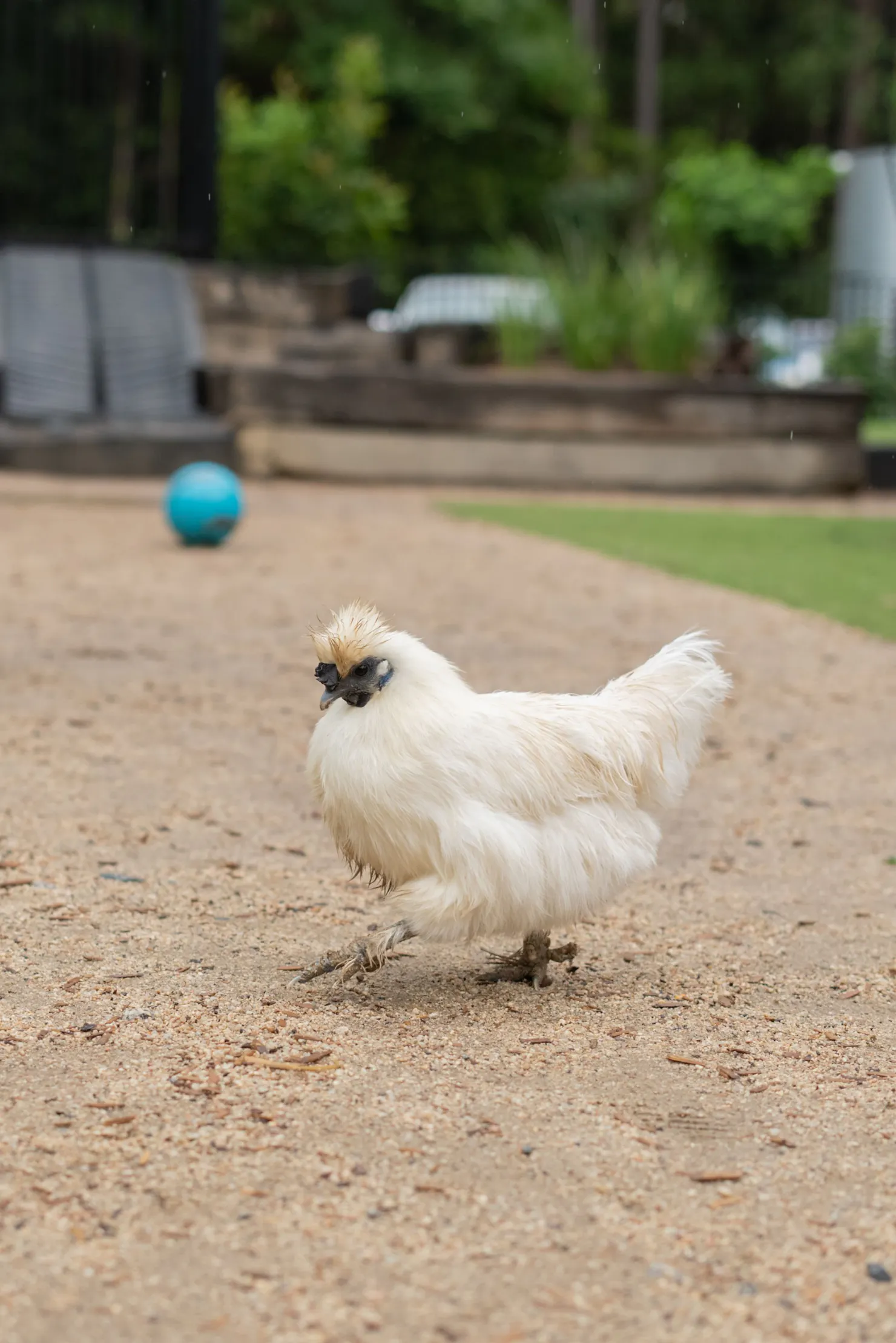 The Doonan chicken