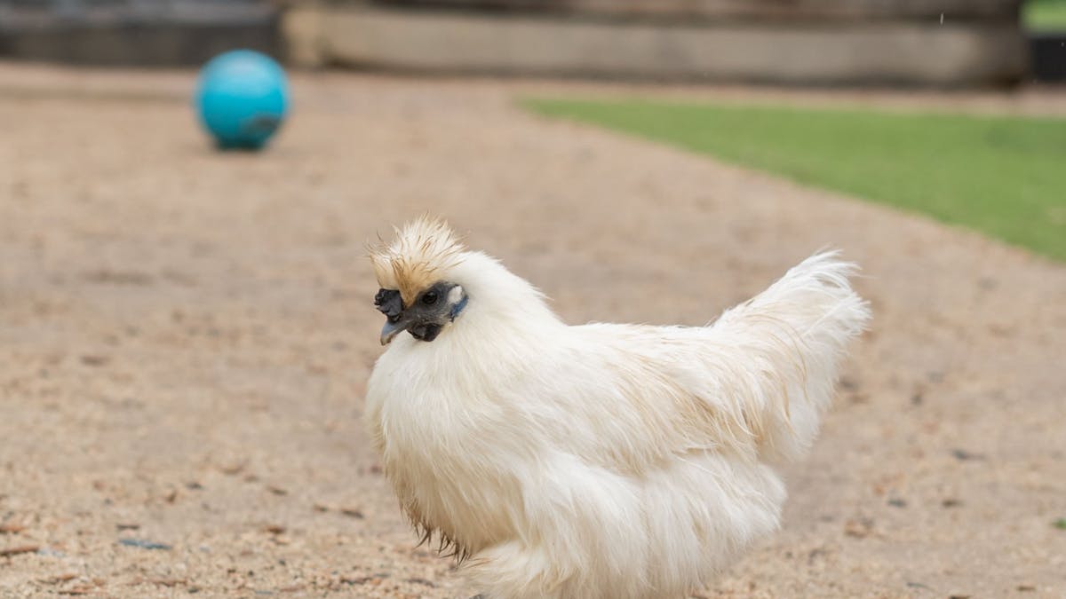 The Doonan chicken