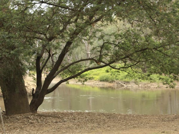 Sandy riverbank, ovens river, leafy tree with green grass on other side of river
