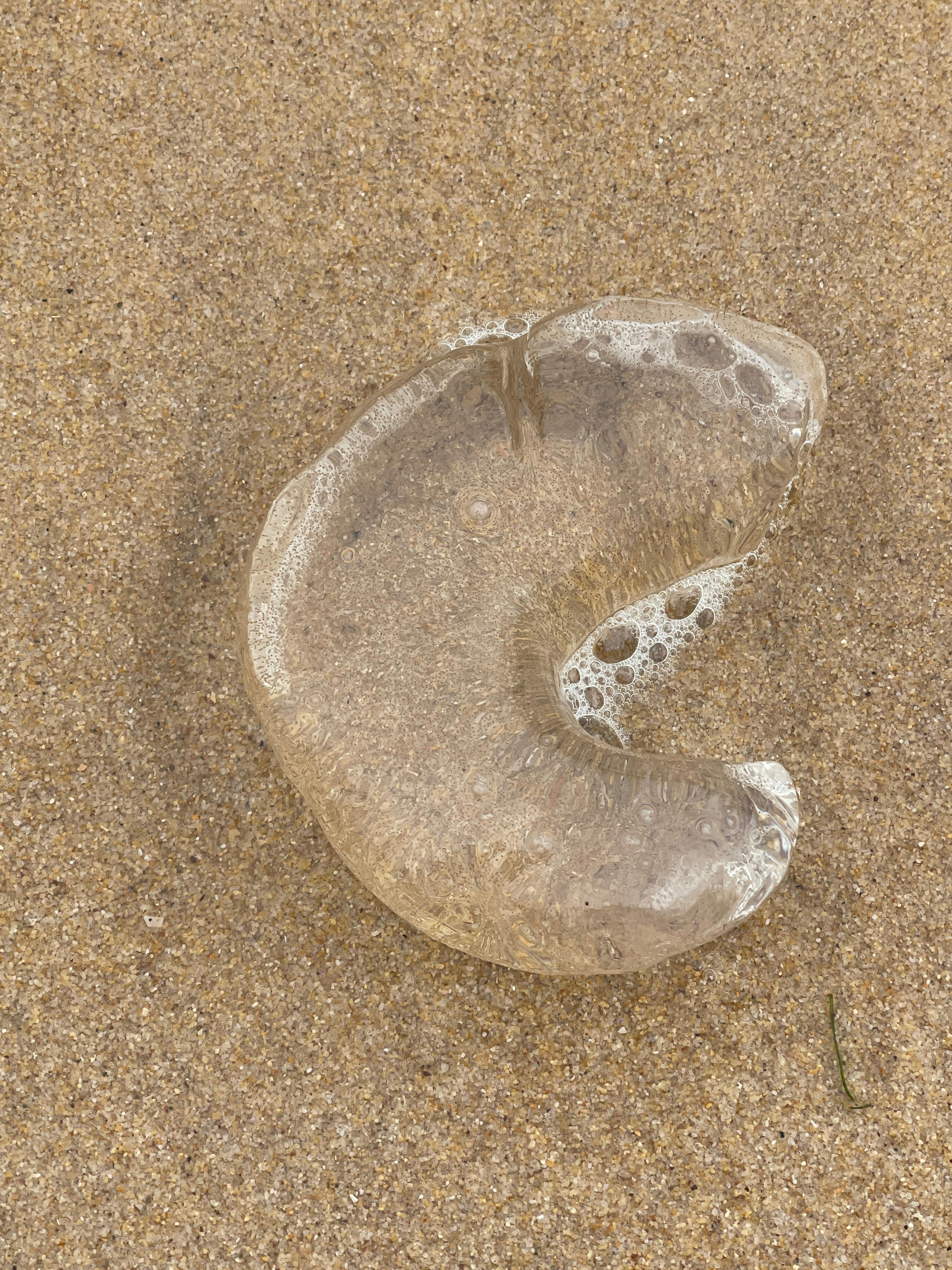 바다달팽이는 바나나 모양의 단단한 젤리 속에 반투명한 알을 낳습니다.