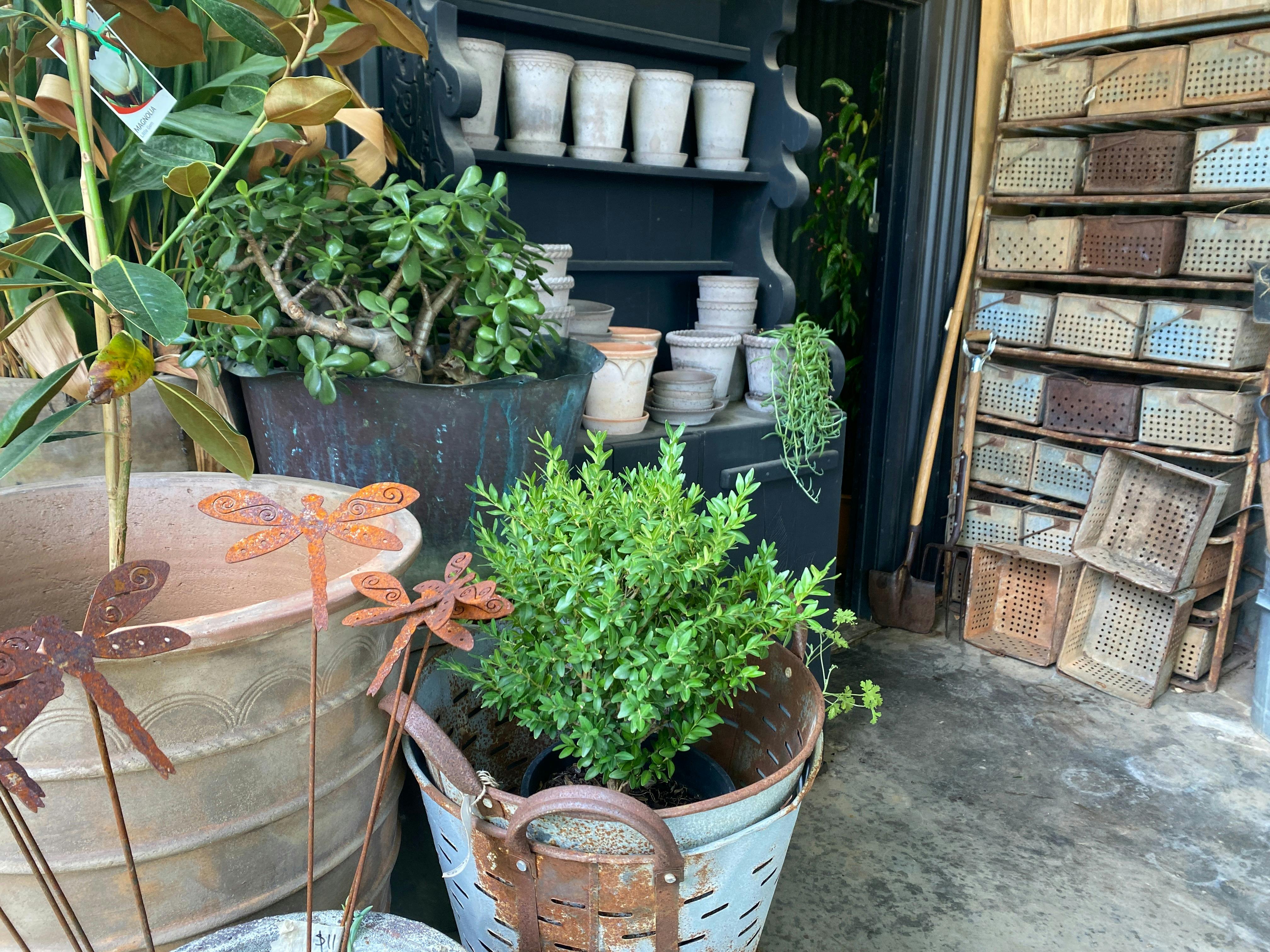The exterior courtyard filled with lush plants and interesting pots