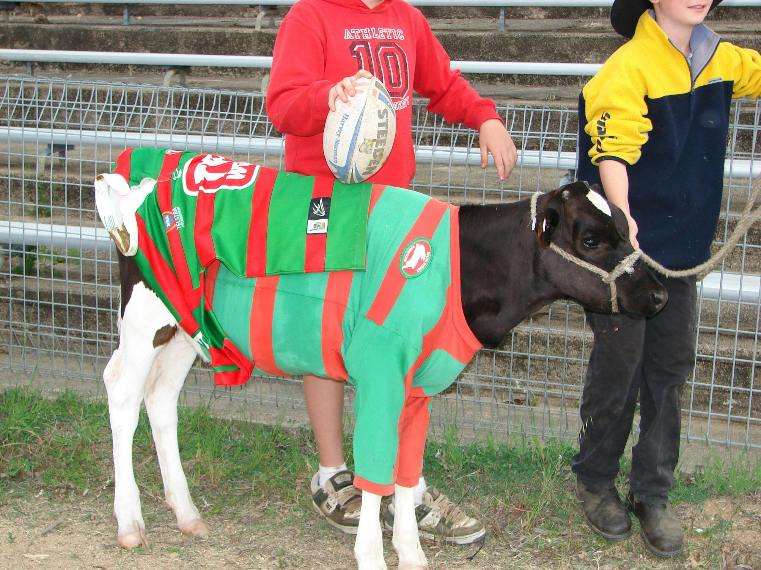 From the regular calf Capers