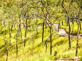 Davies Creek Mountain Bike Park