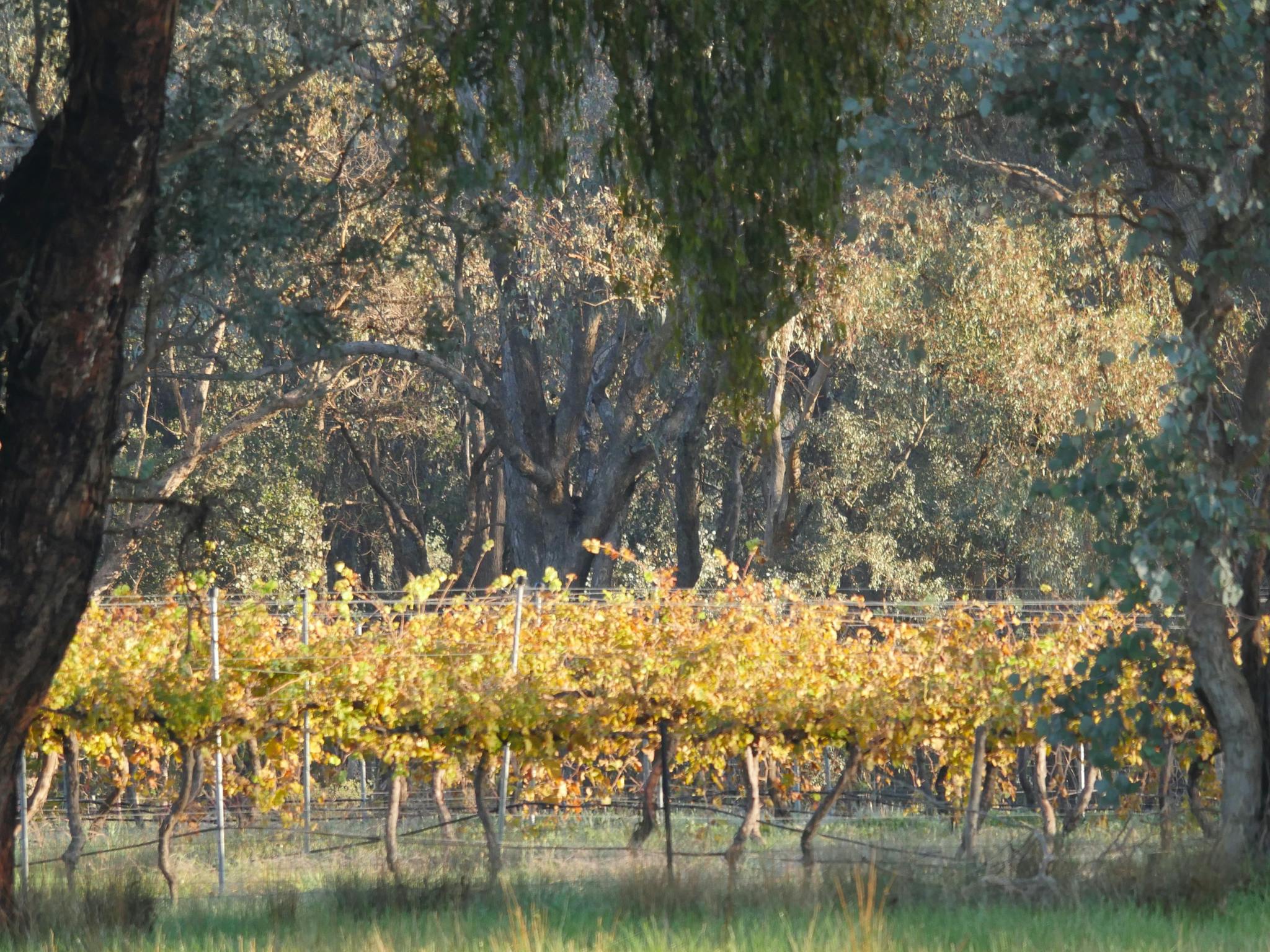 Vineyard vines viewed from behind the retreat