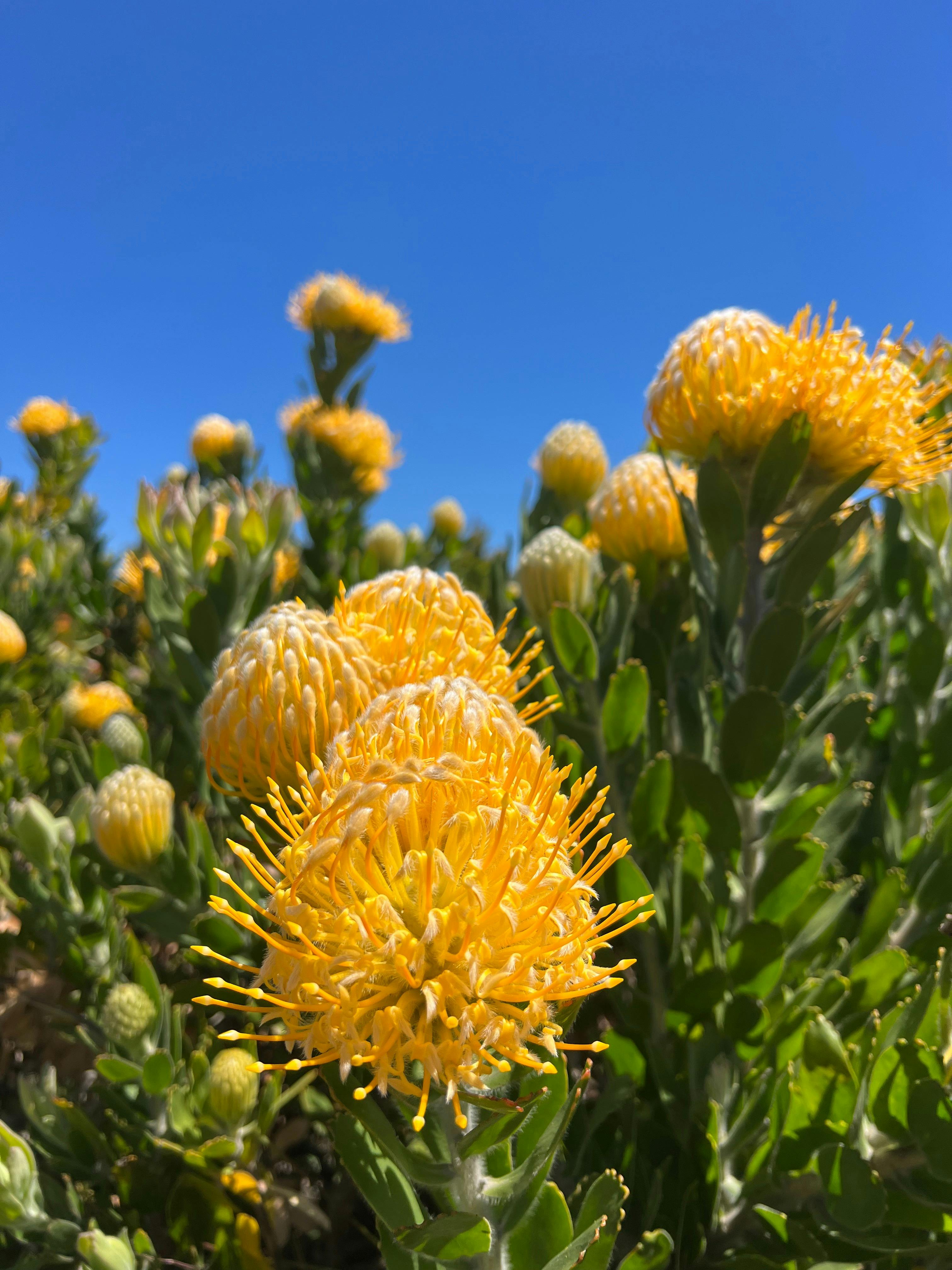 Yelverton Protea Farm
