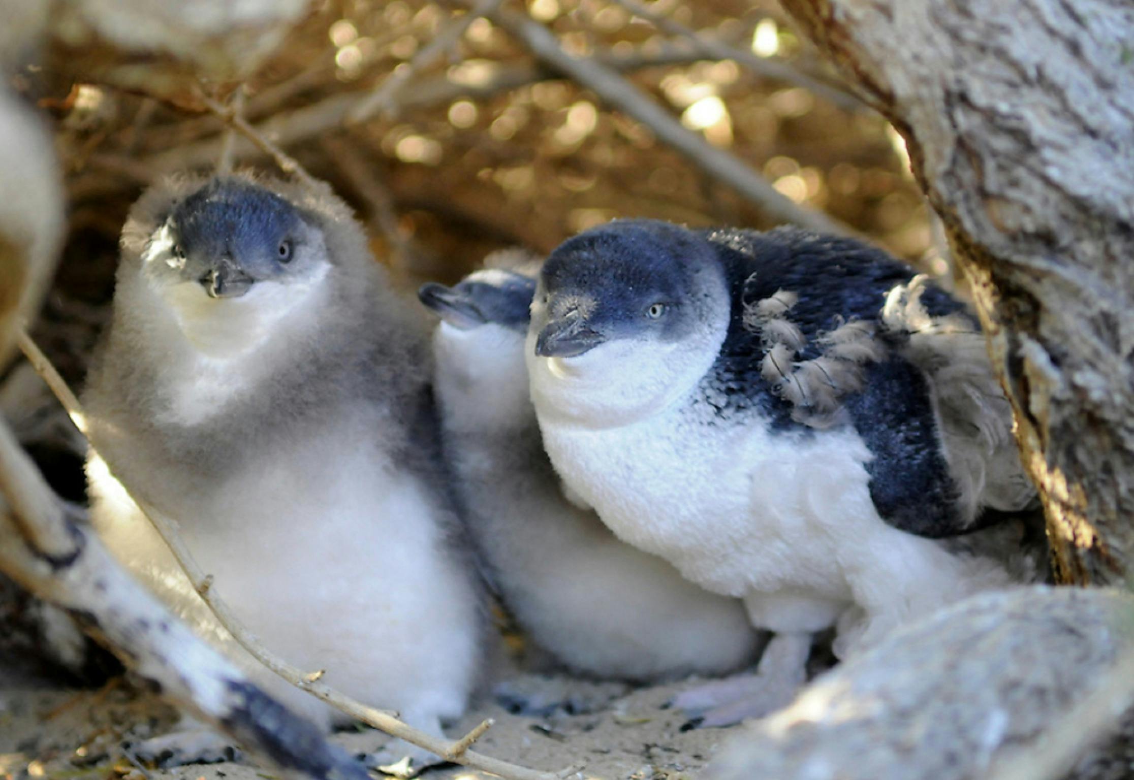 Penguin Island