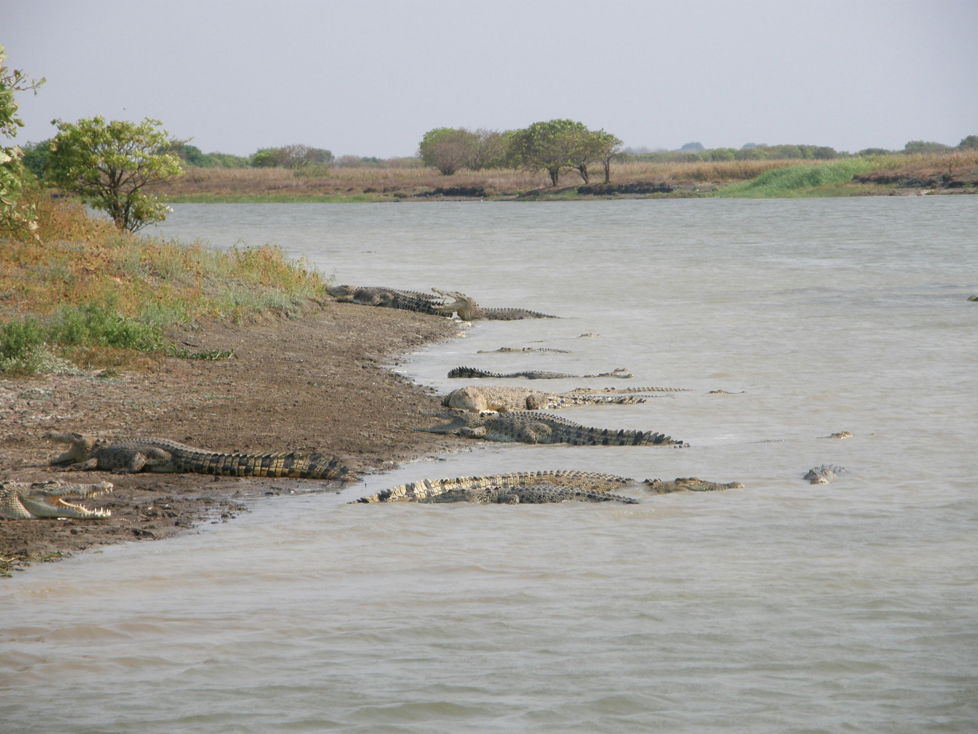 Saltwater Crocodiles line the banks at Shady Camp.