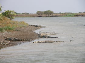 Saltwater Crocodiles line the banks at Shady Camp.