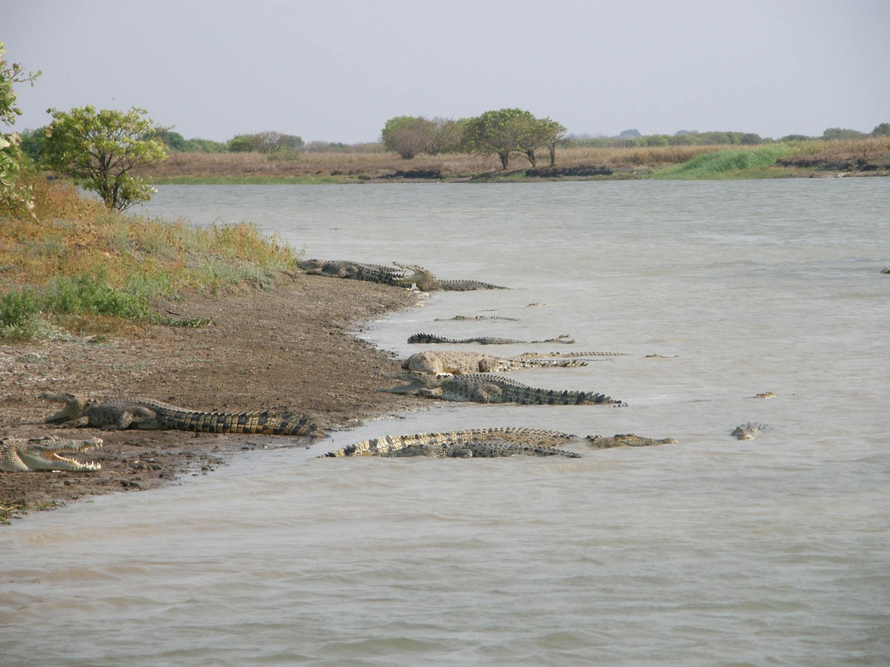 Saltwater Crocodiles line the banks at Shady Camp.