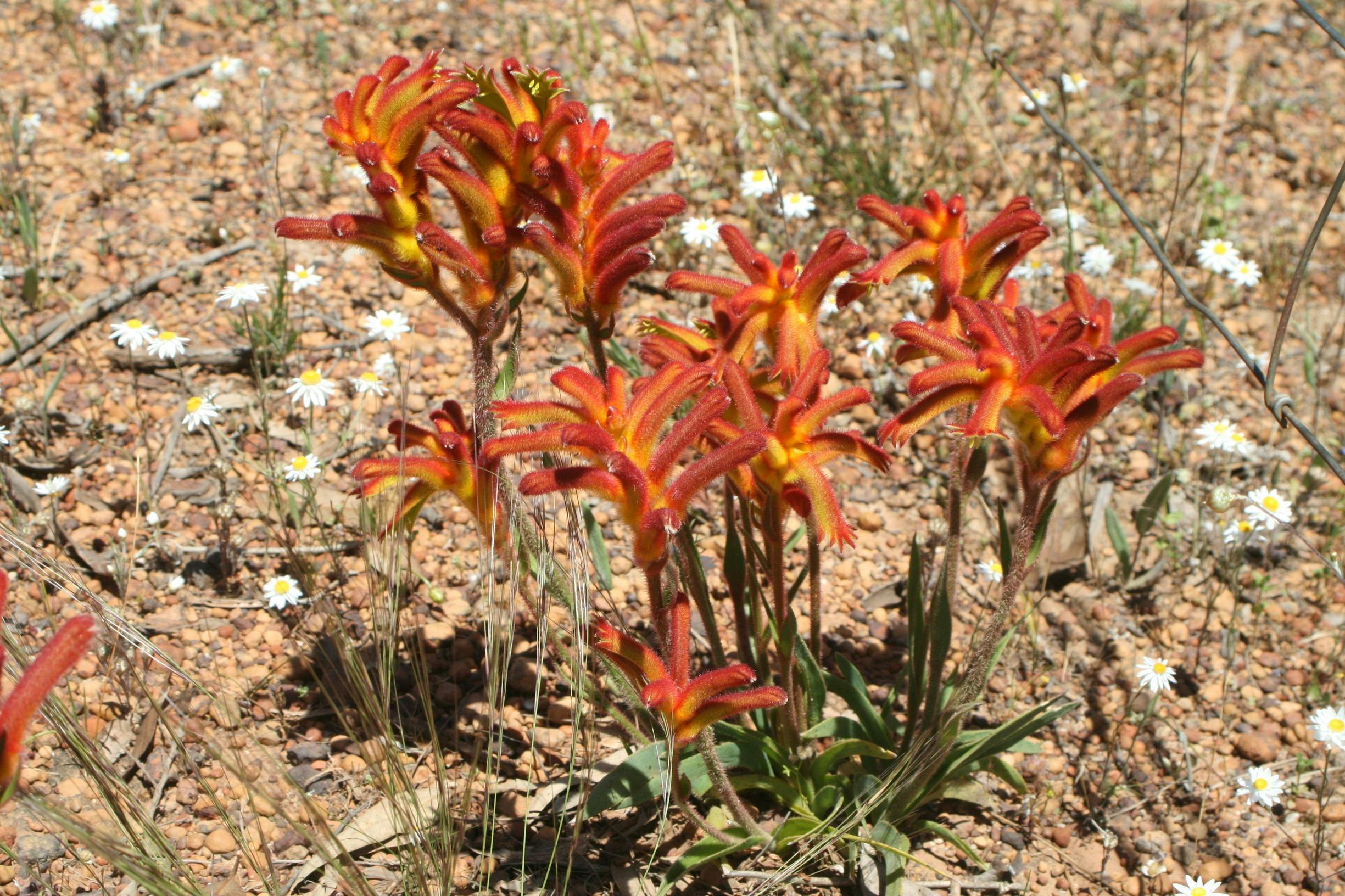 Everlastings Wildflower Trail, New Norcia, Western Australia