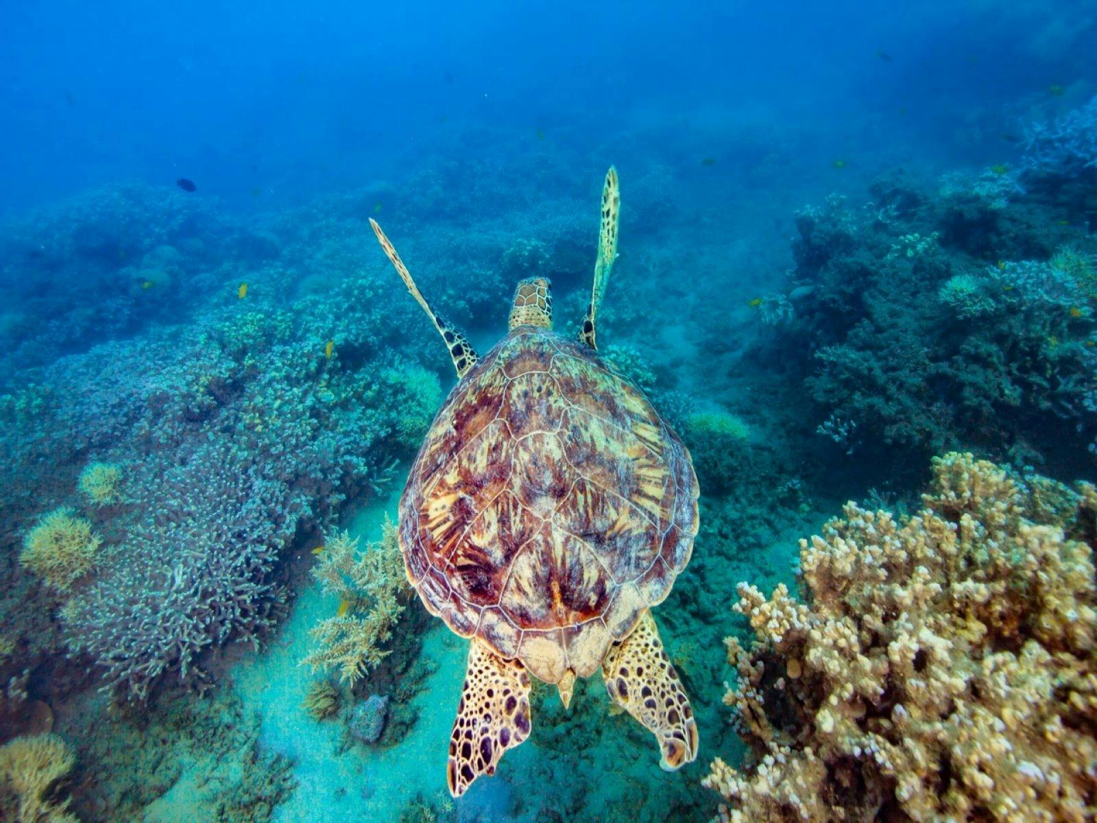 Turtle gliding underwater